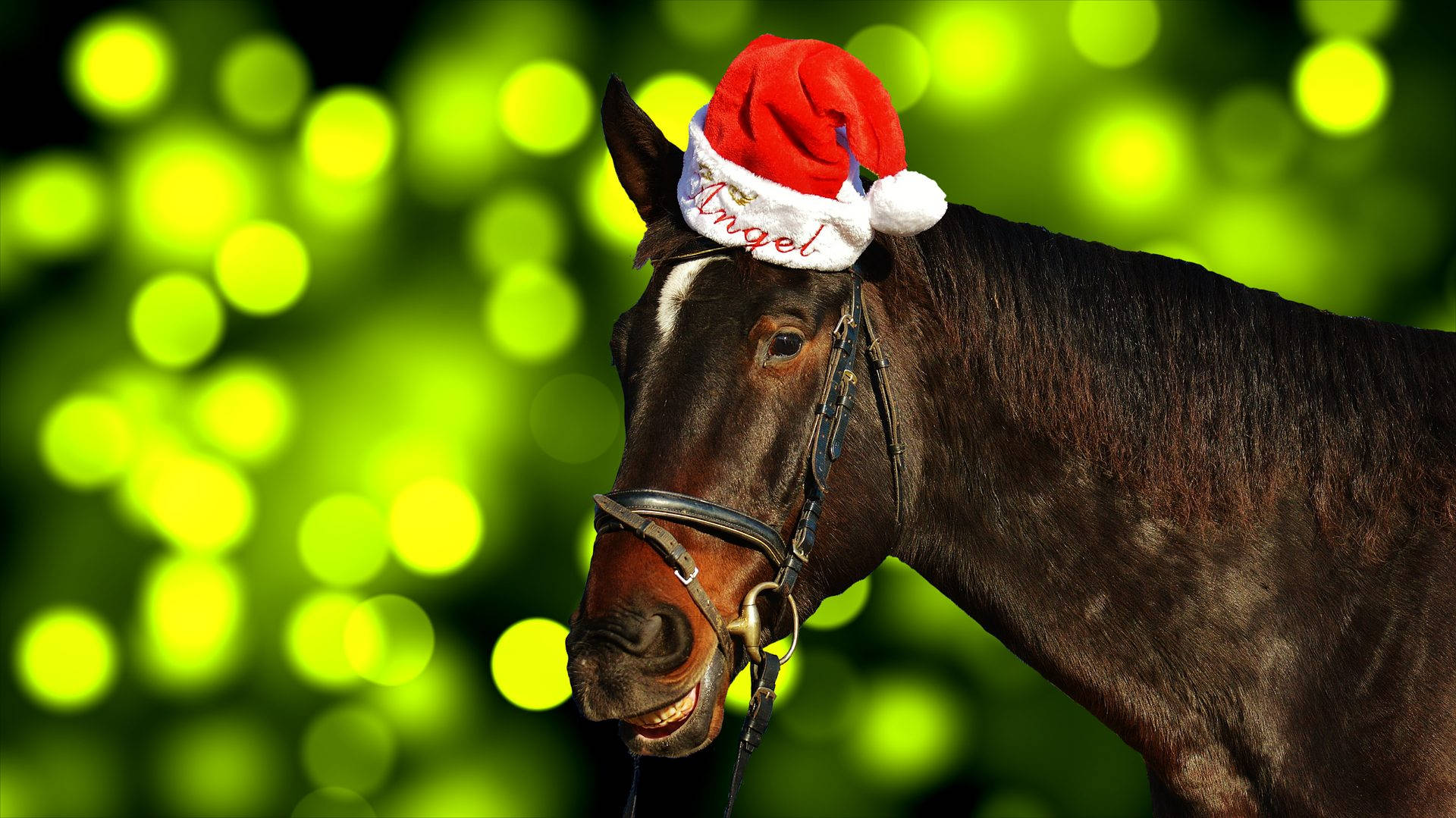cute horse, Santa hat, red Santa hat, Full HD Desktop Wallpaper