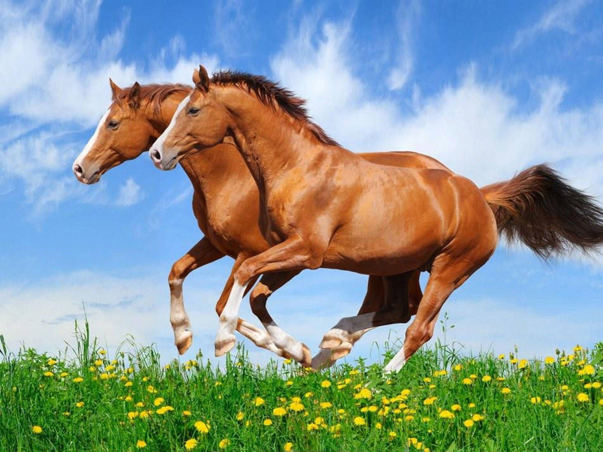 chestnut horses, vibrant green meadow, yellow dandelions, Full HD Desktop Wallpaper