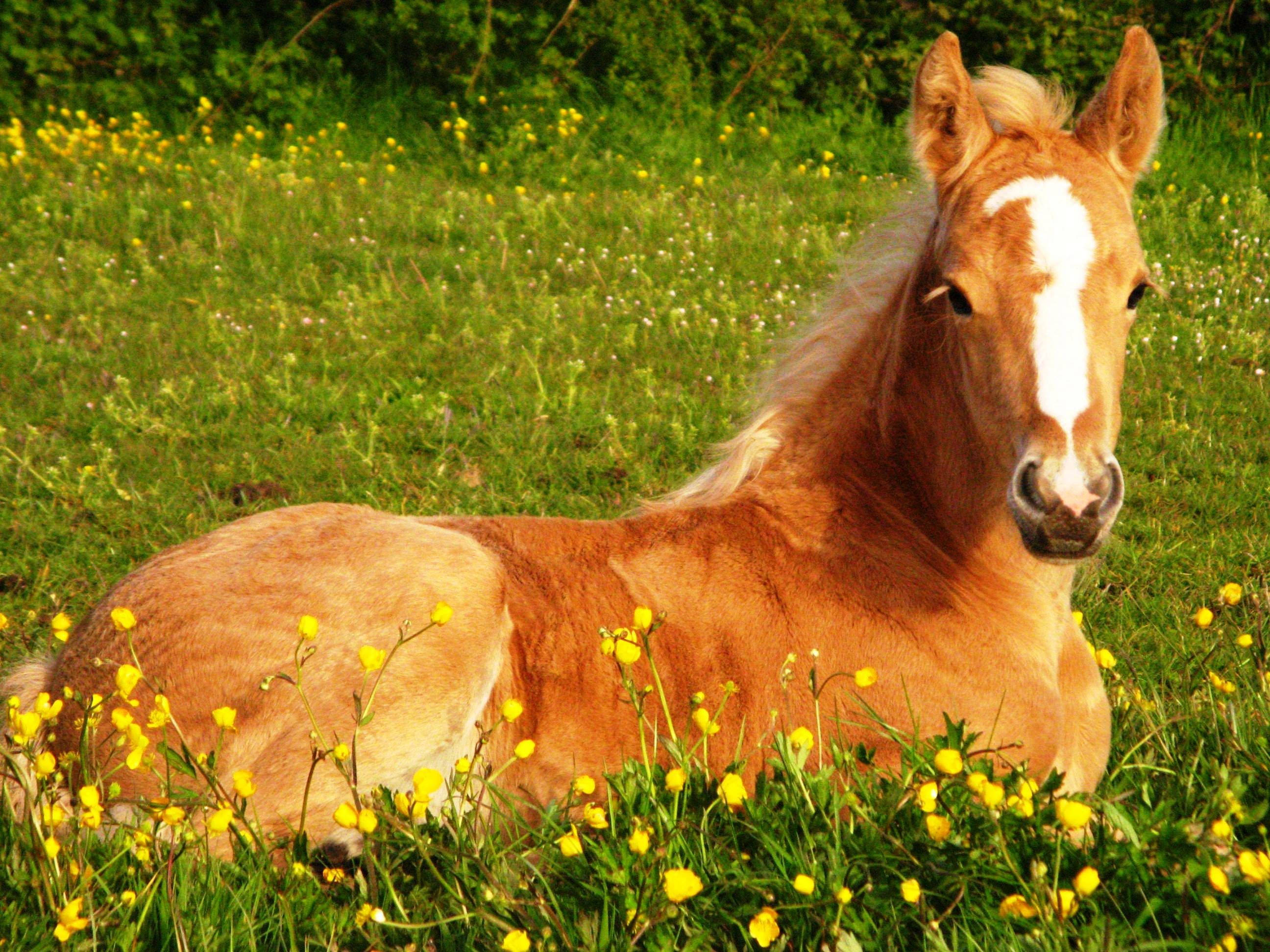 cute horse, yellow flowers, light brown pony, 2K Desktop Wallpaper