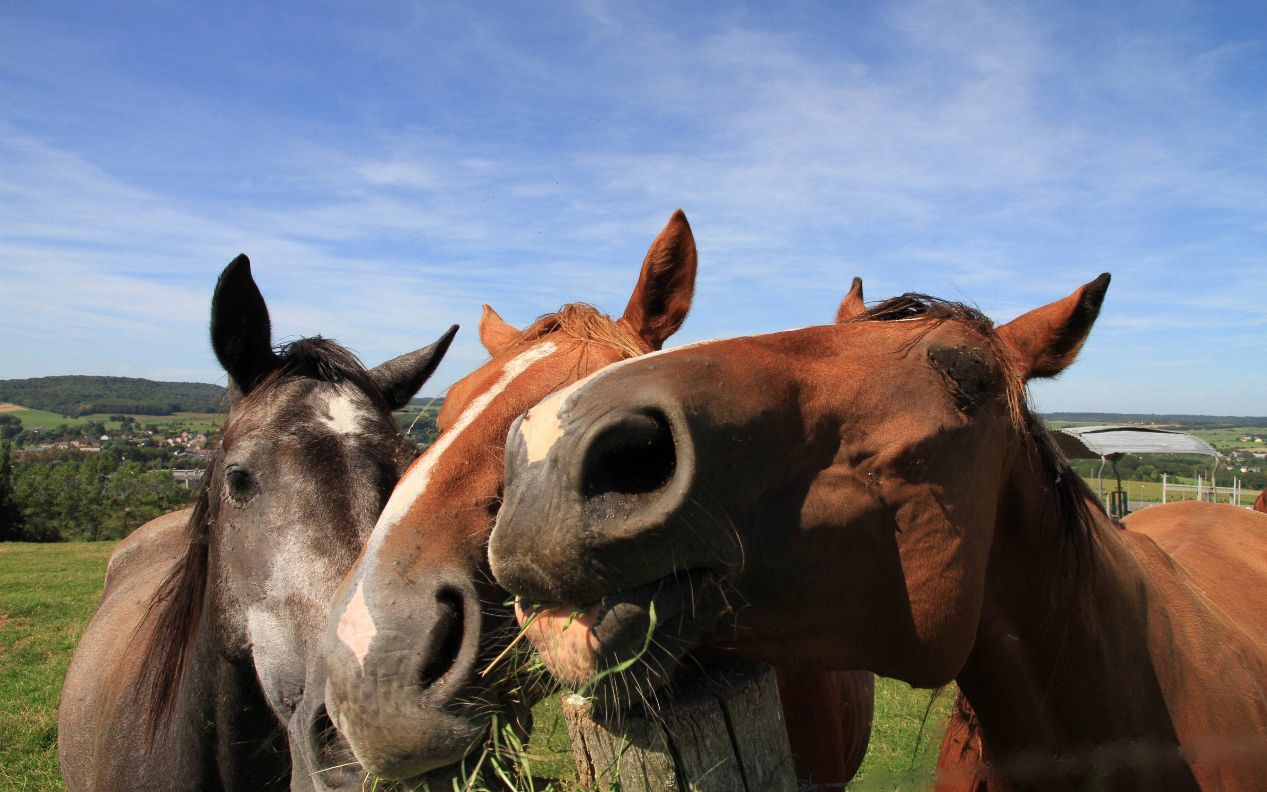 cute horses, grass, wooden fence, 2K Desktop Wallpaper