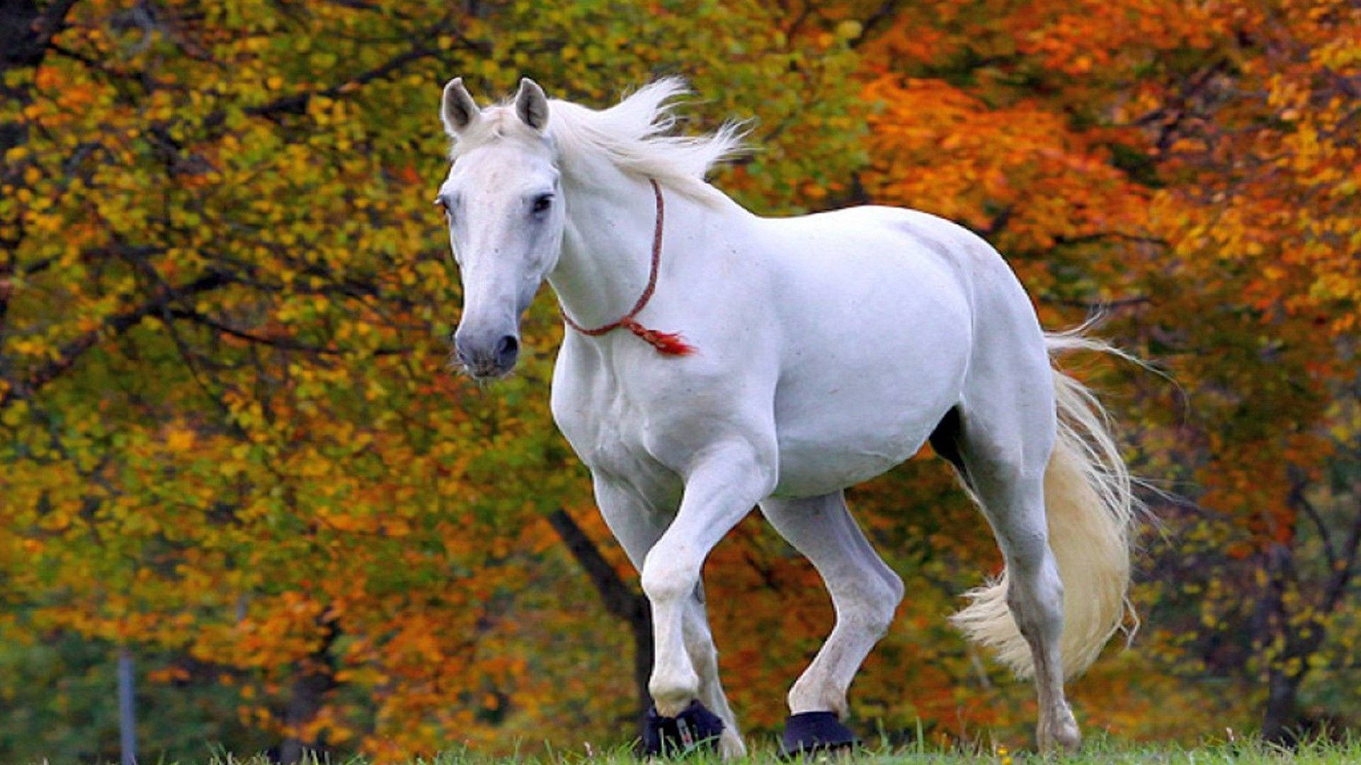 little cute white horse, autumn forest, fiery orange, Full HD Desktop Wallpaper