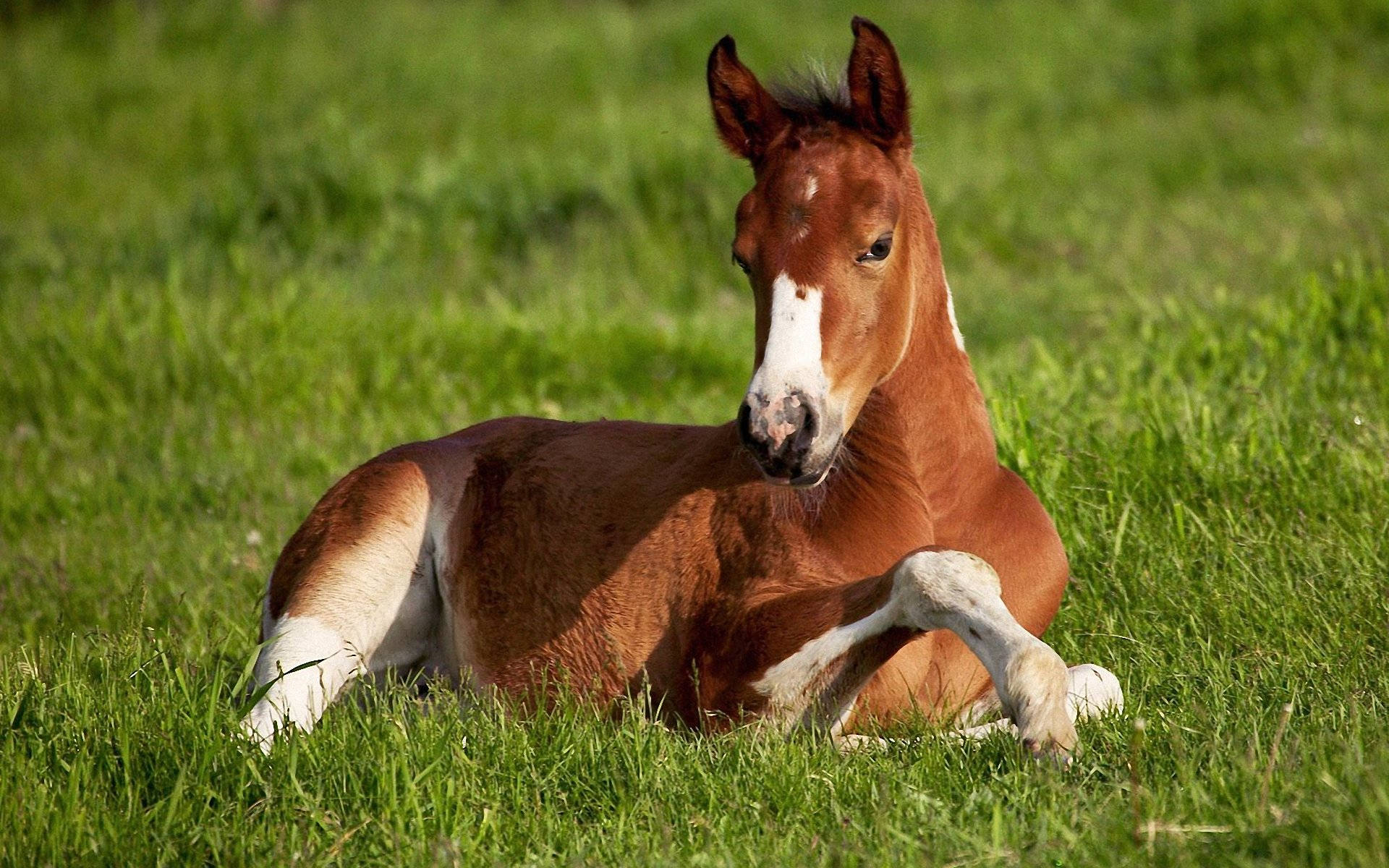 chestnut foal, white markings, sunlit green pasture, Full HD Desktop Wallpaper