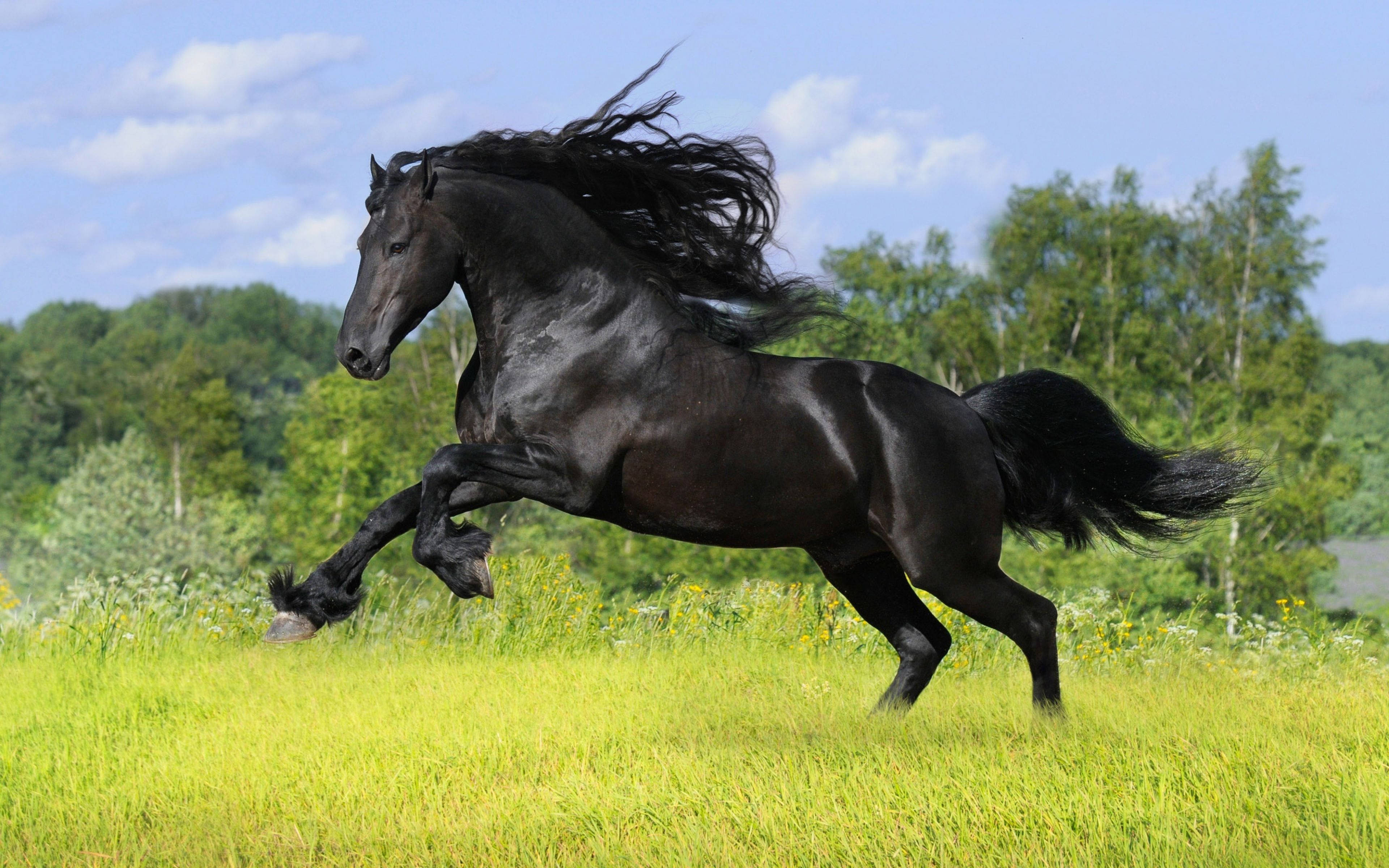 pitch black, majestic black horse, sunlit meadow, 4K Desktop Wallpaper