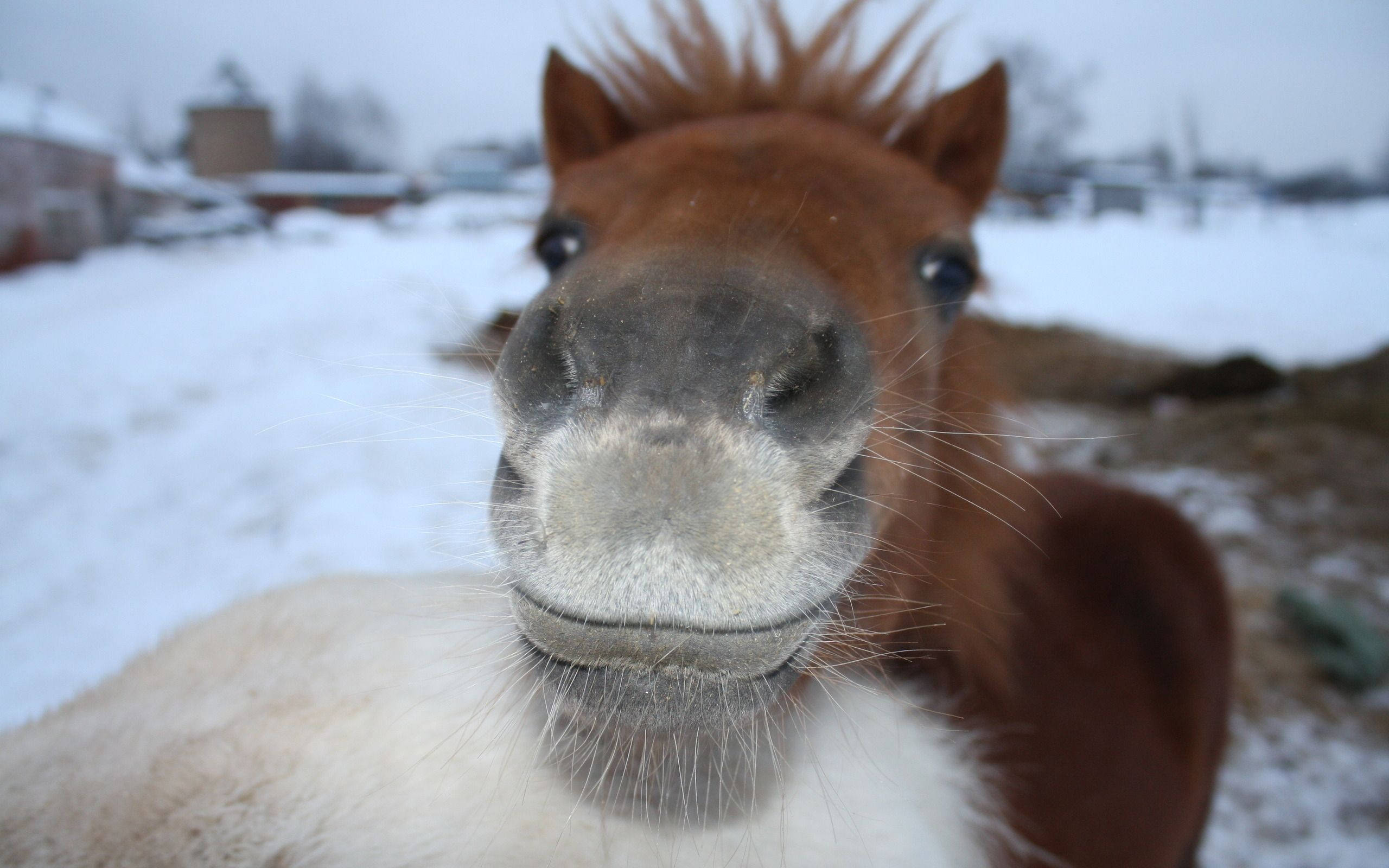 cute horse, white lip, brown horse, 2K Desktop Wallpaper