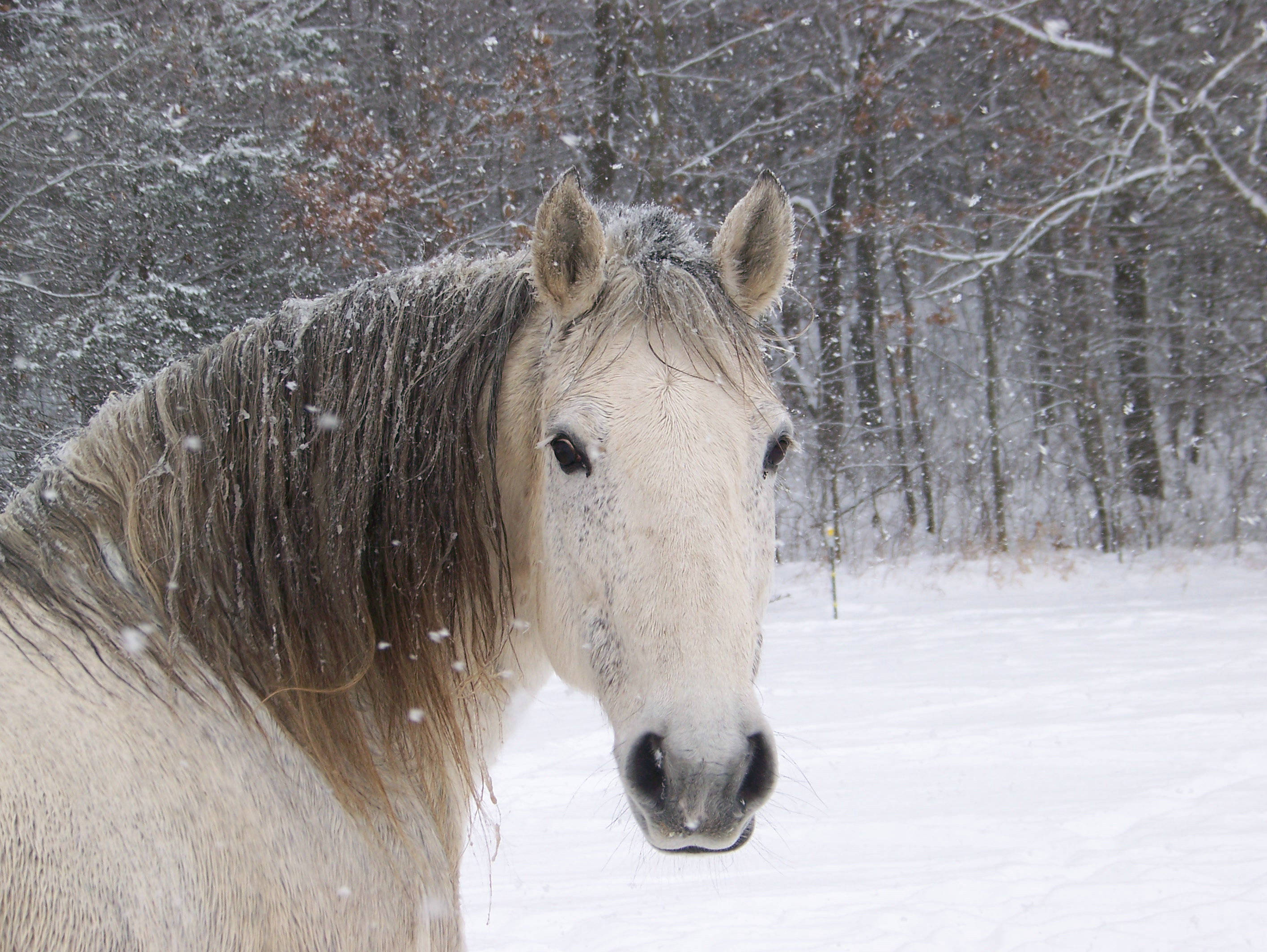 cute horse, snowy forest, white horse, 2K Desktop Wallpaper