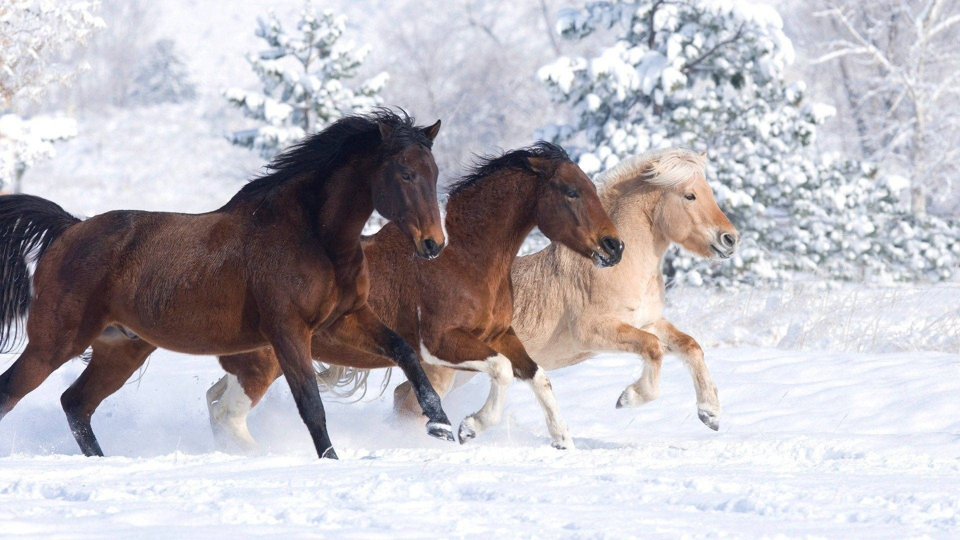 cute horses, snowy forest, deep snow, Full HD Desktop Wallpaper