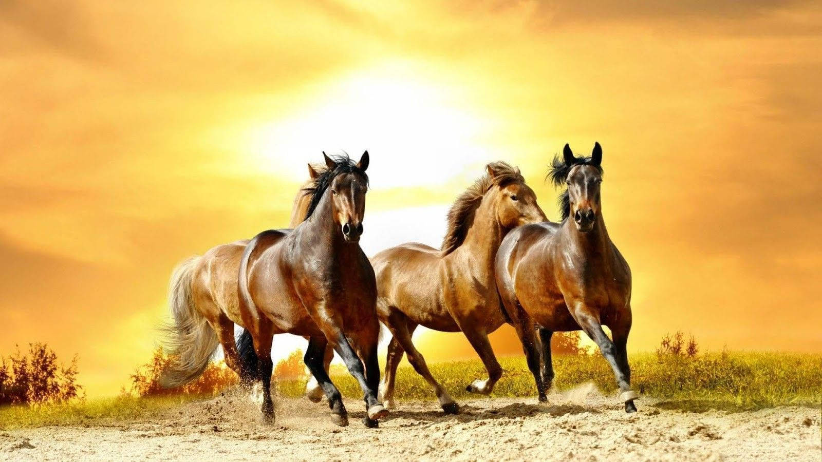 cute horses, sandy field, dusty field, HD Desktop Wallpaper