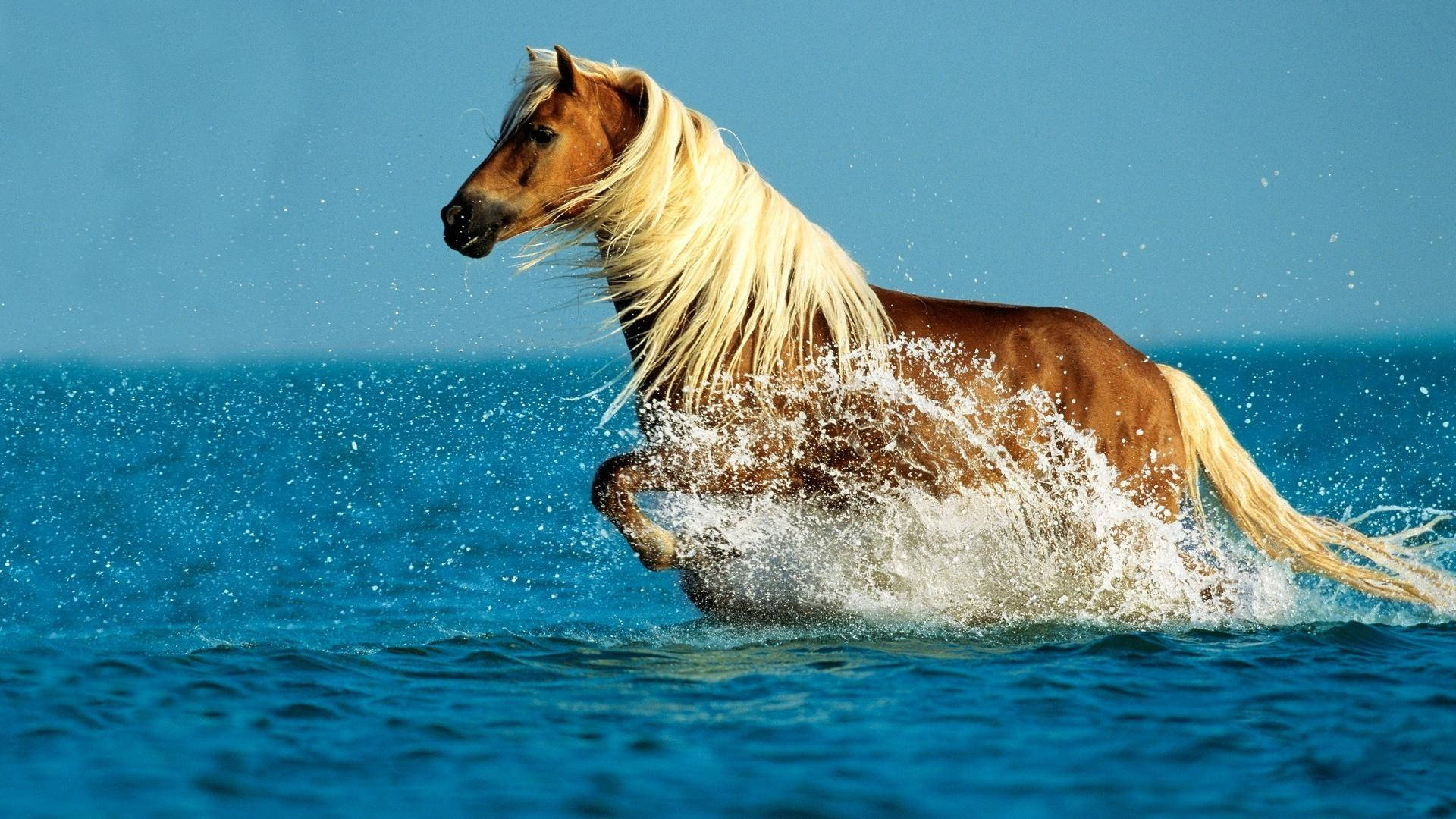 cute horse, brown horse, flowing blonde mane, Full HD Desktop Wallpaper