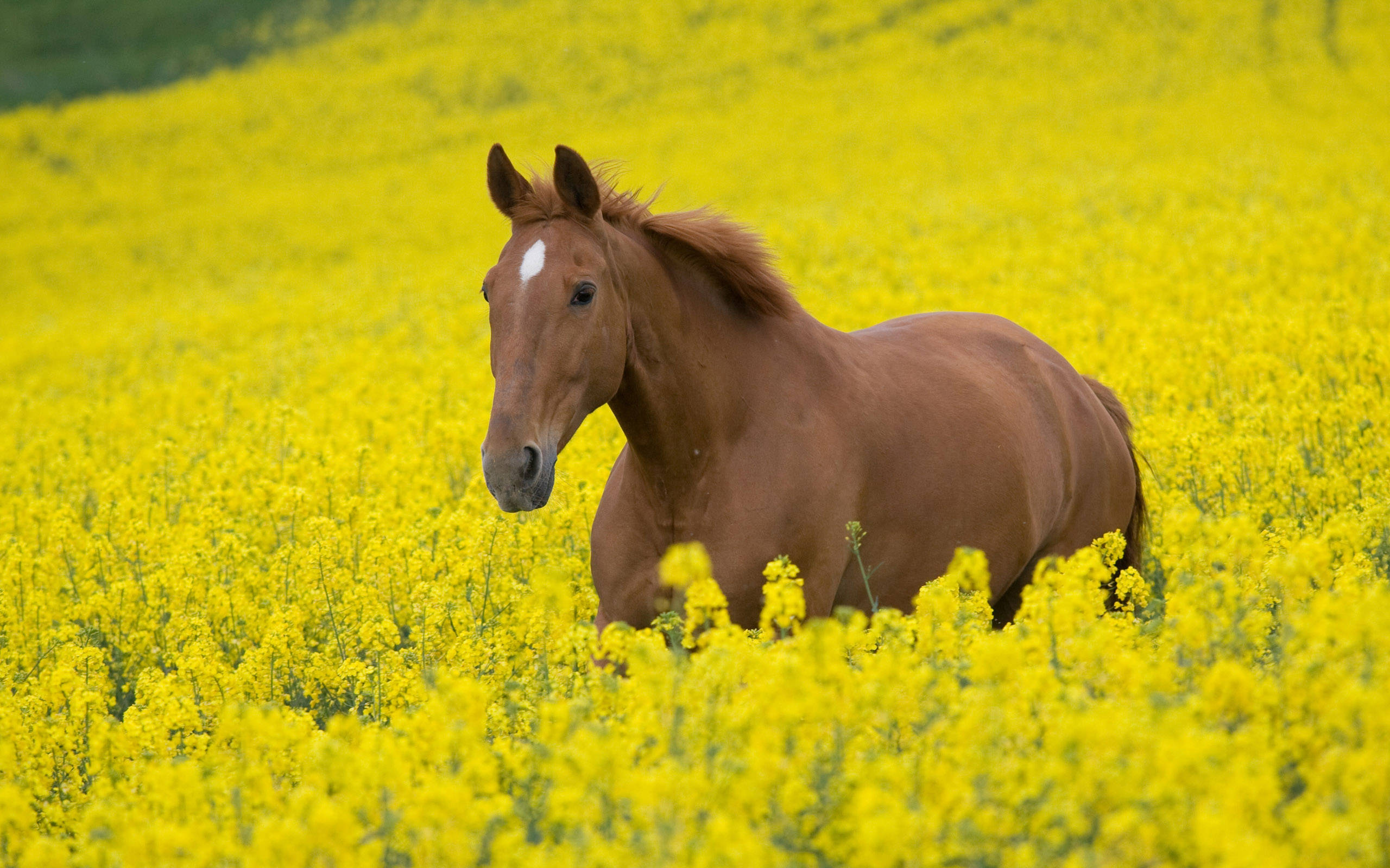 chestnut horse, white blaze, vibrant yellow canola field, 2K Desktop Wallpaper