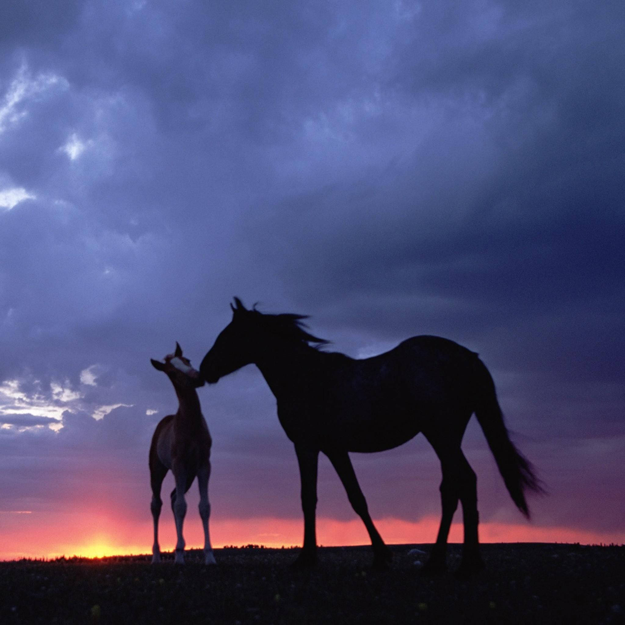 mare, foal, twilight sky, Full HD Desktop Wallpaper