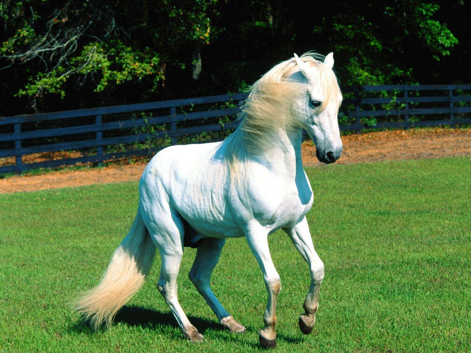 white horse, flowing blonde mane, vibrant green pasture, HD Desktop Wallpaper