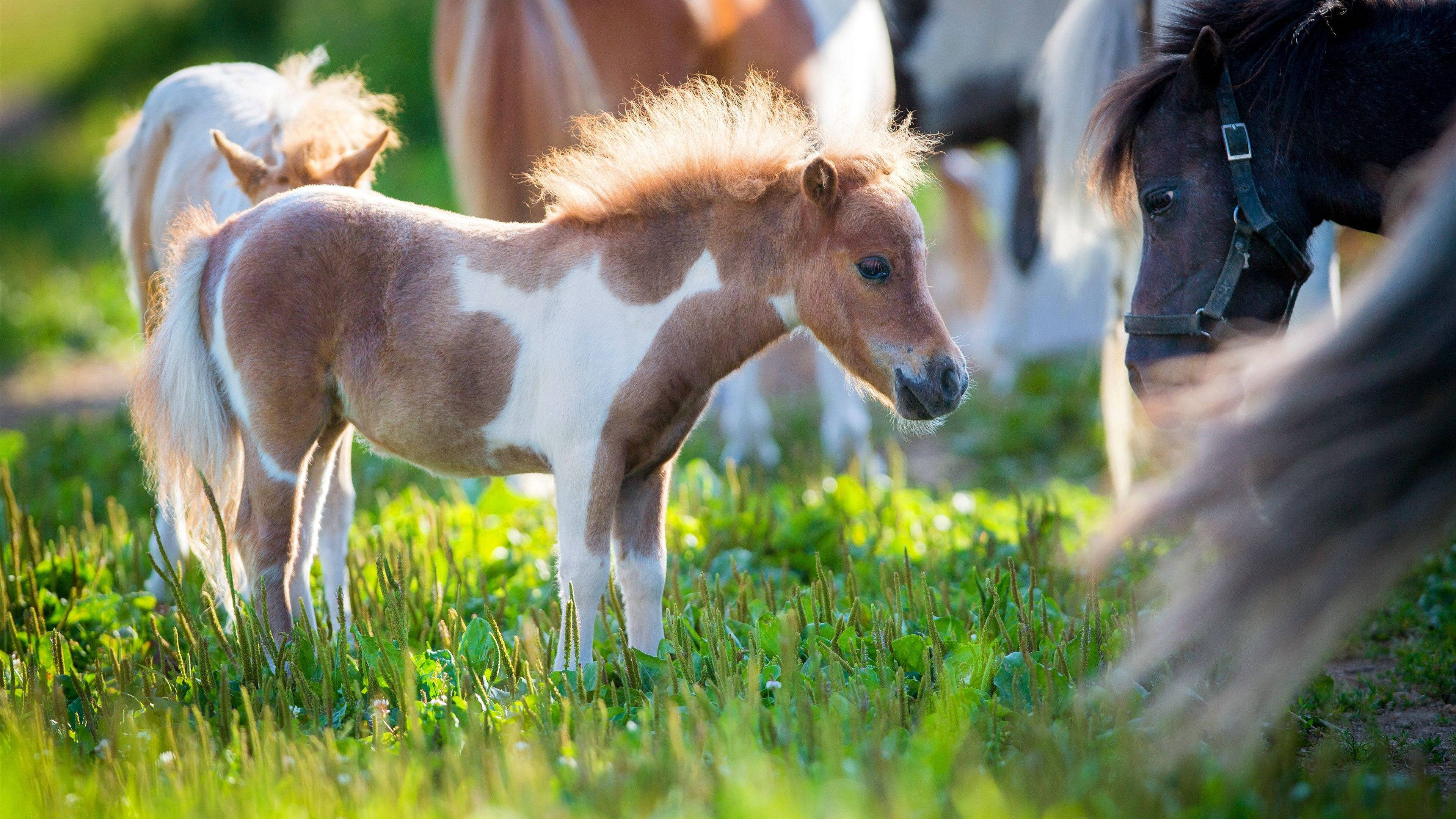 cute horse, little pony, brown and white, 4K Desktop Wallpaper