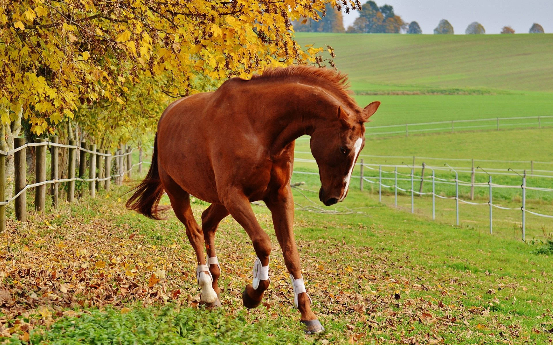 chestnut horse, white leg wraps, grassy field, Full HD Desktop Wallpaper