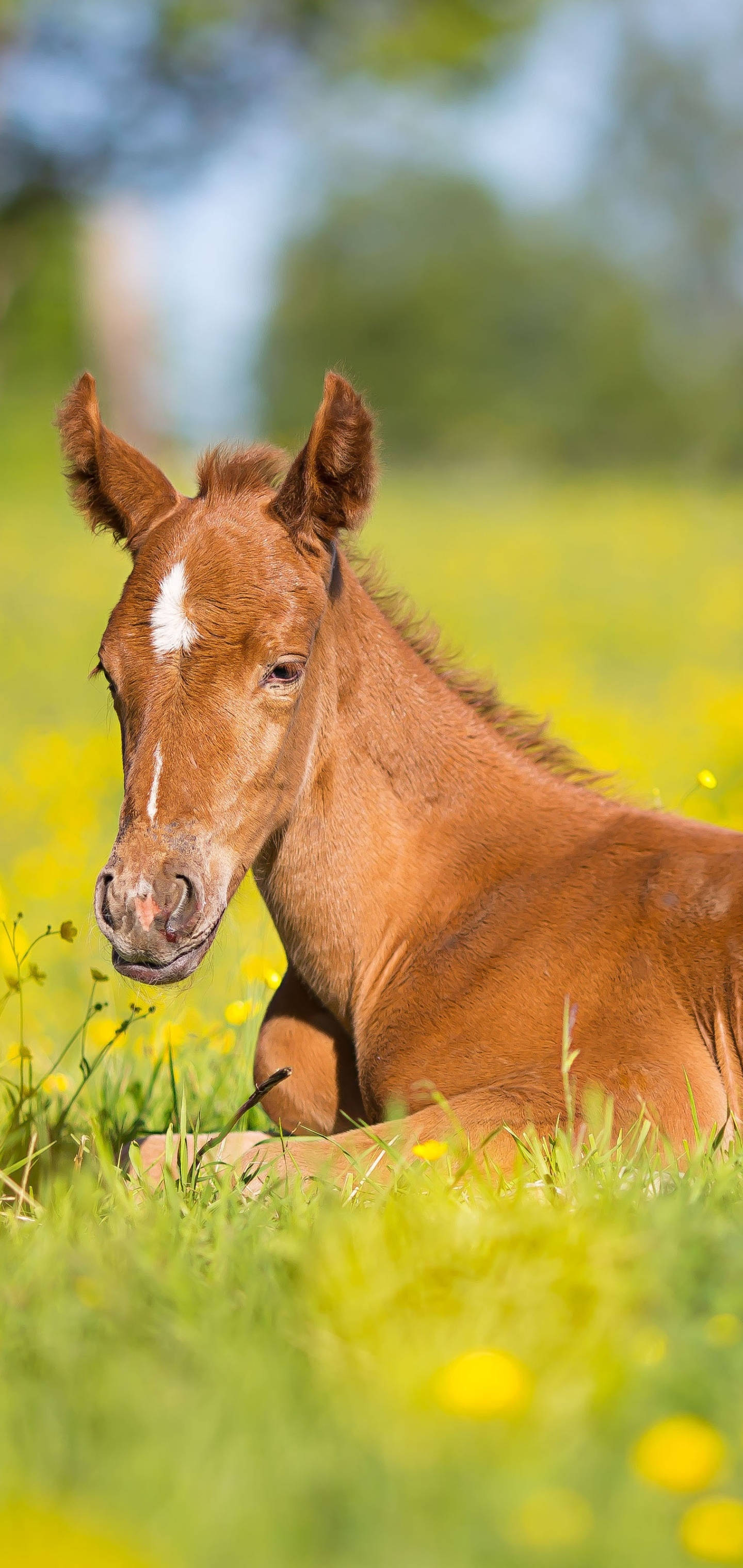 chestnut foal, white blaze, sunlit meadow, 2K Phone Wallpaper