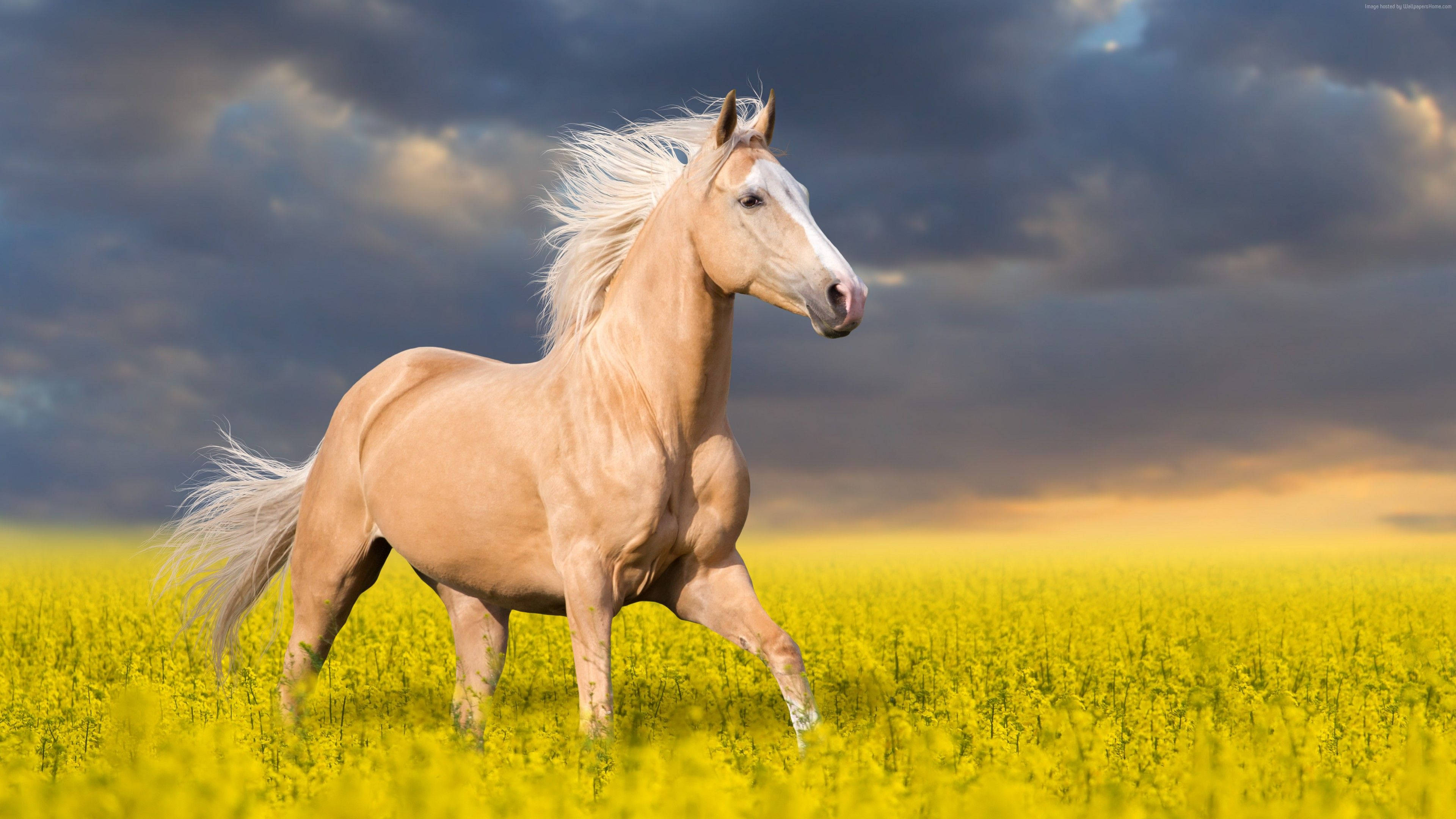 palomino horse, vibrant yellow field, dramatic cloudy sky, 4K Desktop Wallpaper