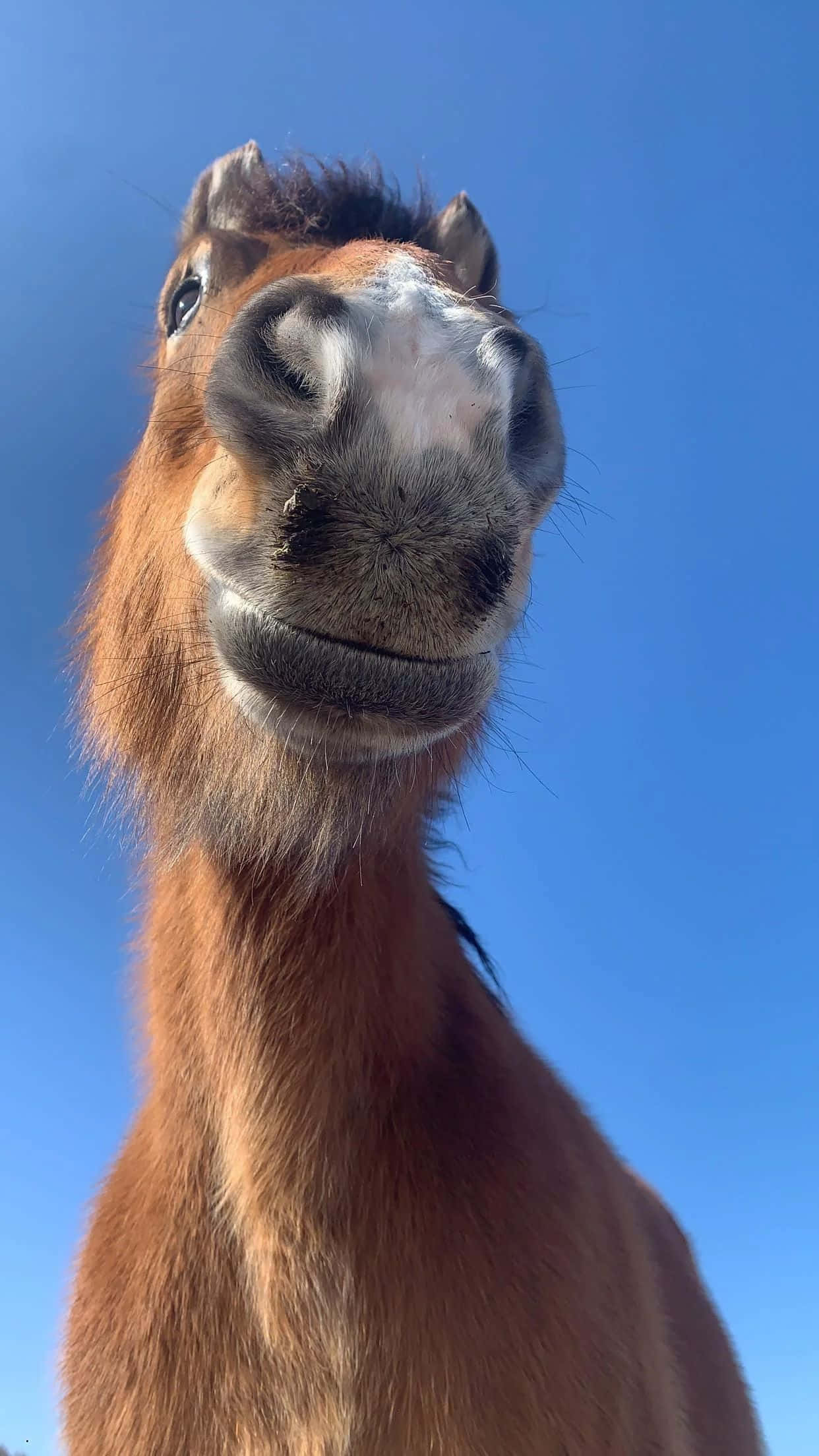 brown horse, face, clear blue sky, Full HD Phone Wallpaper