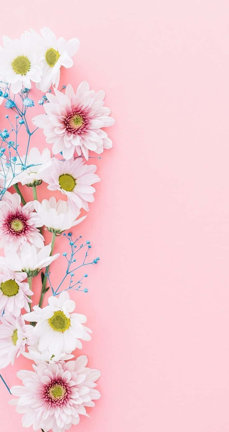 white daisies, pink daisies, blue filler blooms, HD Phone Wallpaper