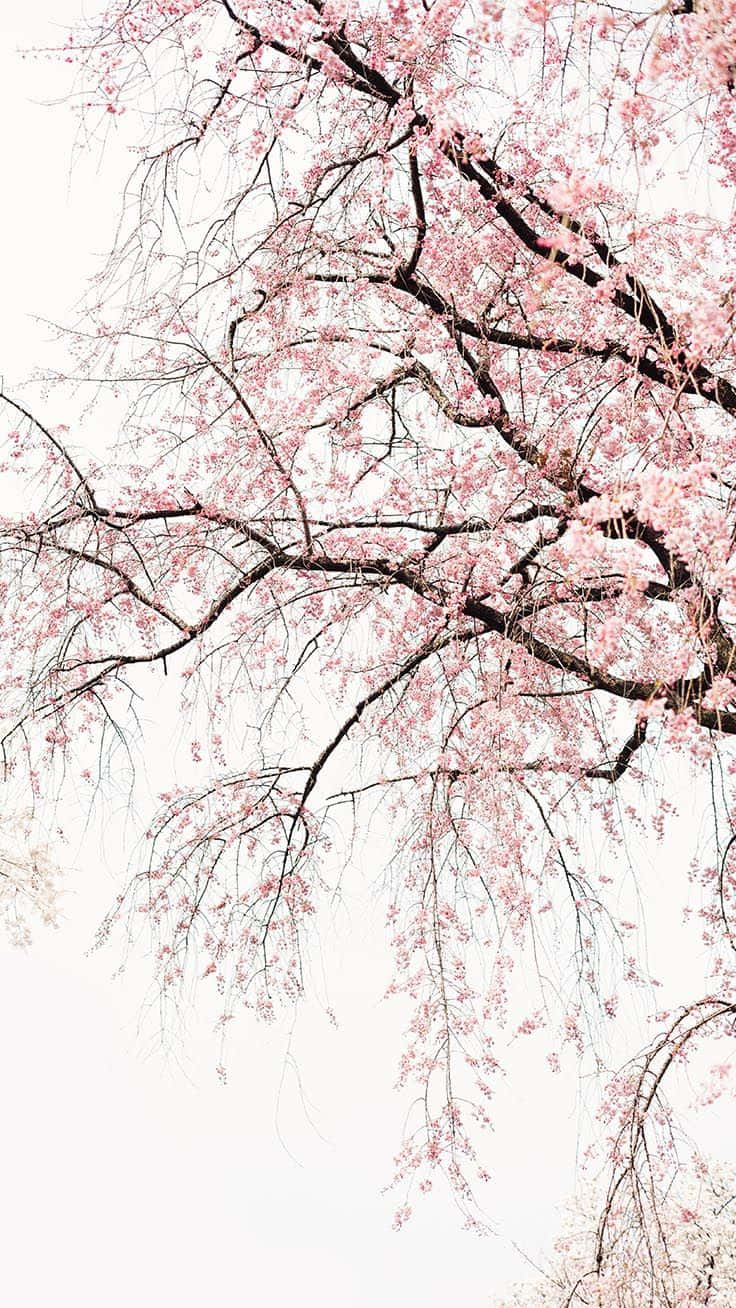 bright pink iPhone flower, pink cherry blossoms, dark branches, HD Phone Wallpaper
