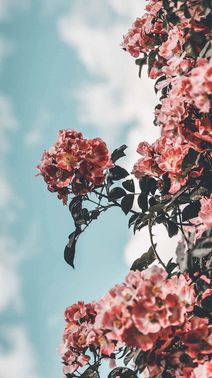 pink roses, soft blue sky, fluffy white clouds, HD Phone Wallpaper