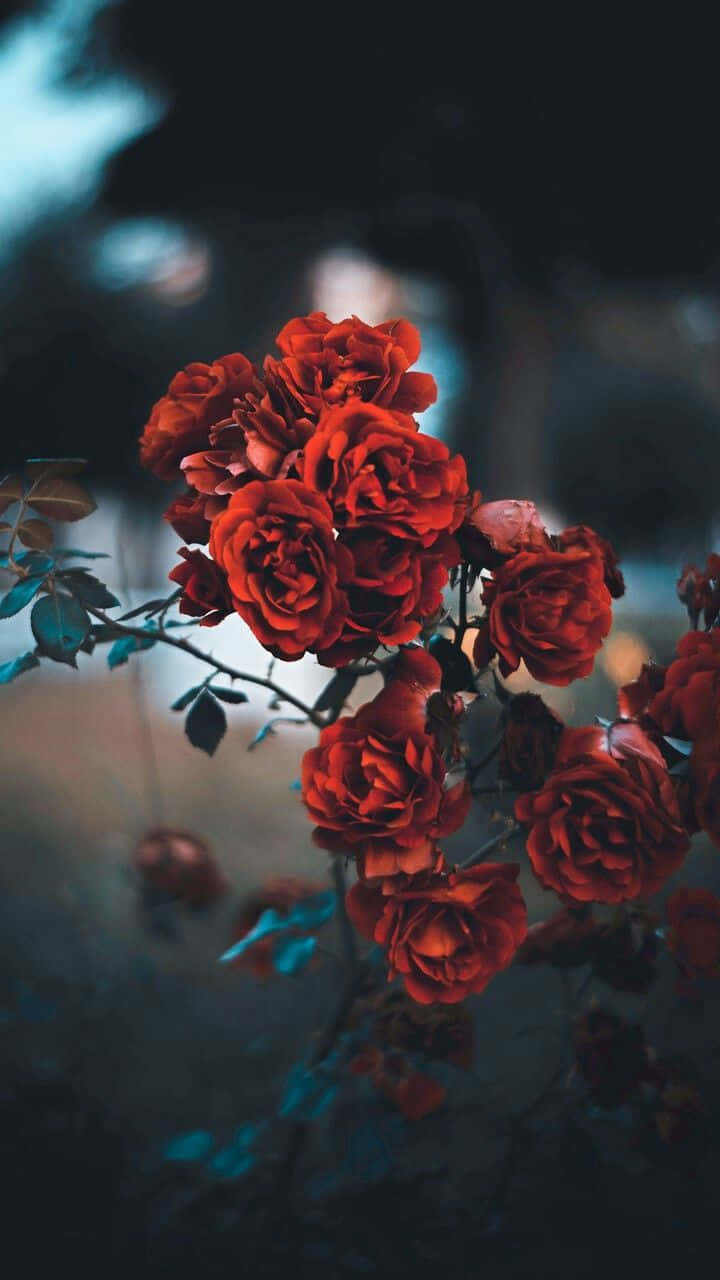 red roses, dark background, cool blue highlights, HD Phone Wallpaper