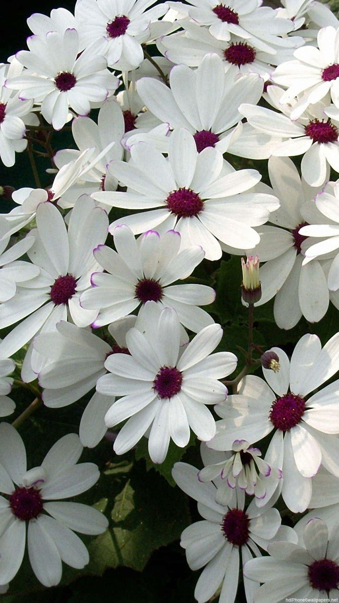 pink flower, white daisies, deep purple centers, Full HD Phone Wallpaper