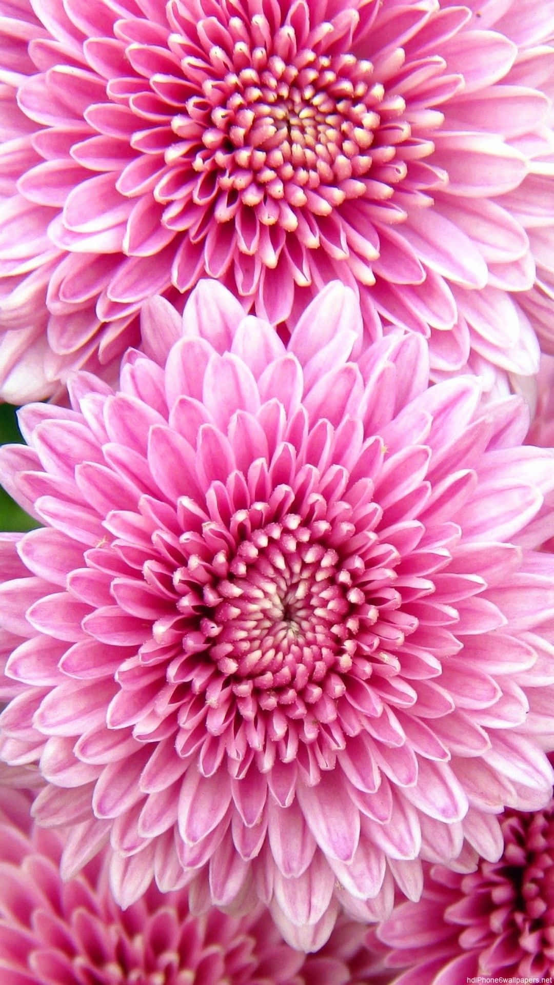 Cute iPhone Flower, vibrant pink chrysanthemums, layered petals, Full HD Phone Wallpaper