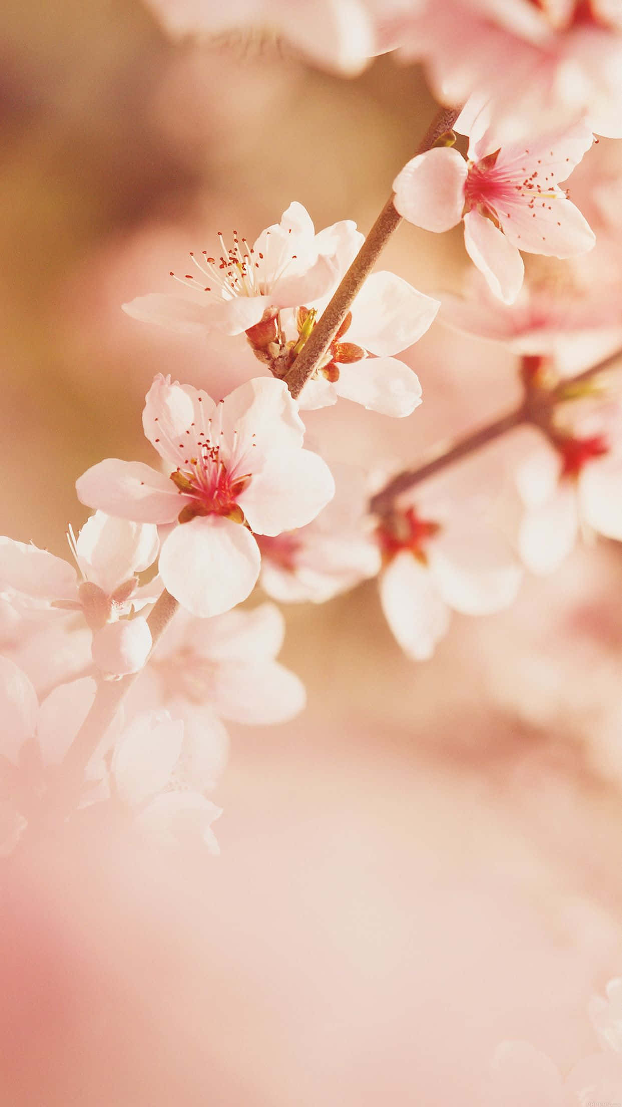 pink flower, cherry blossoms, branch, Full HD Phone Wallpaper