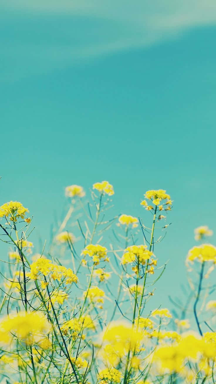 yellow flowers, wildflowers, field, HD Phone Wallpaper