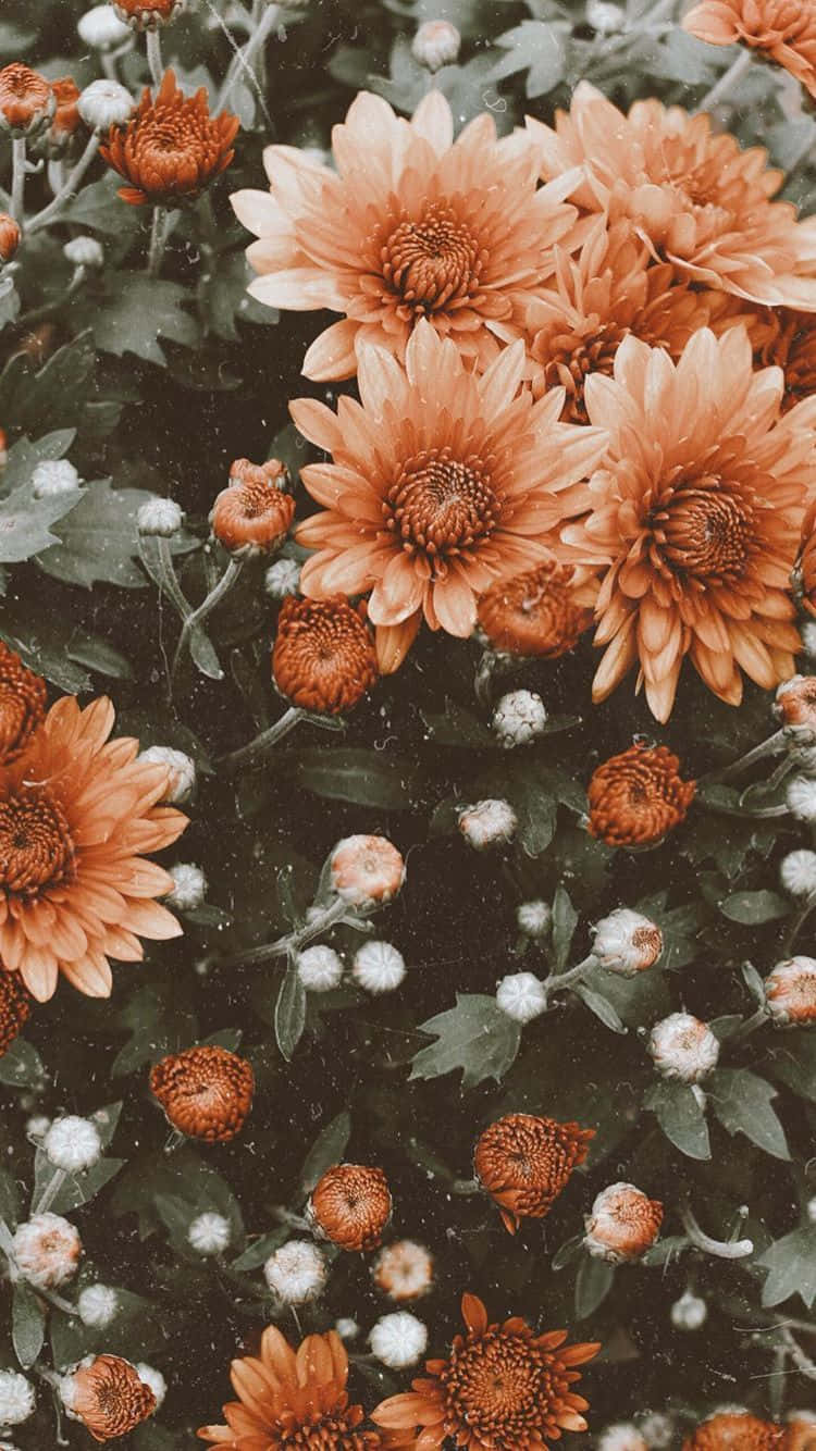 cute iPhone flower, vibrant orange chrysanthemums, dark green leaves, HD Phone Wallpaper
