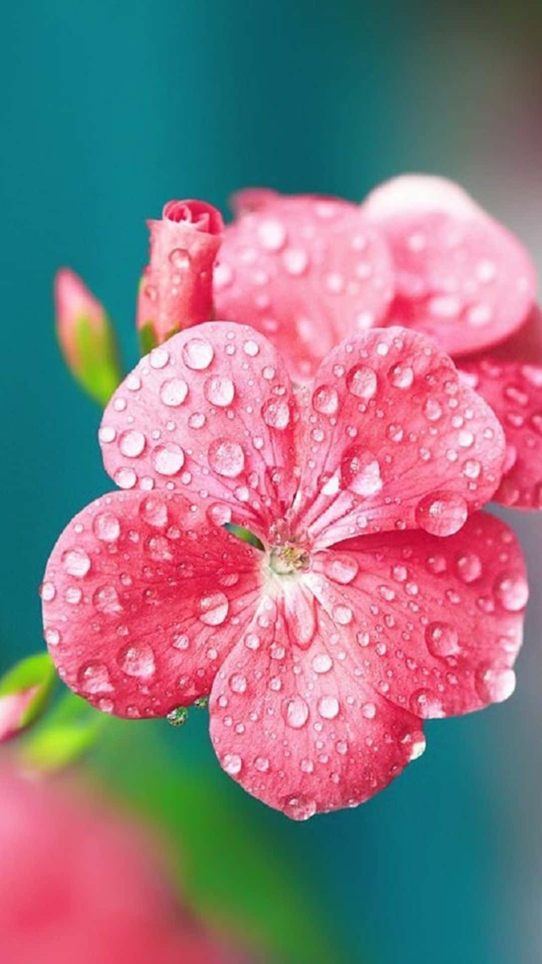 vibrant pink flower, dewdrops, soft teal background, Full HD Phone Wallpaper