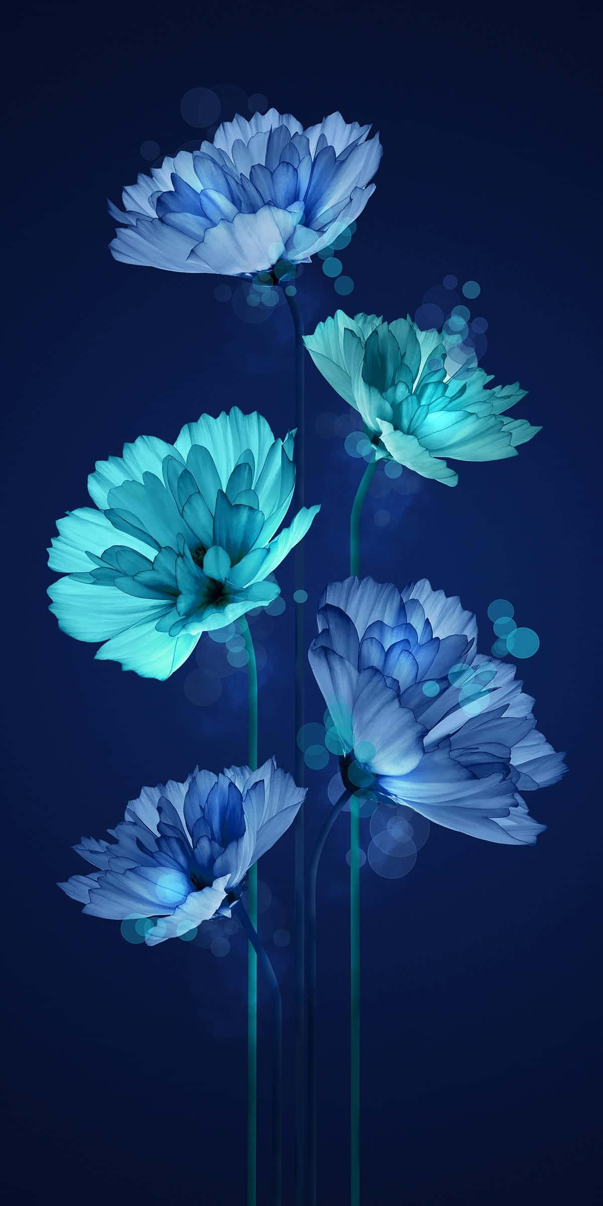 blue flowers, teal flowers, deep navy background, Full HD Phone Wallpaper