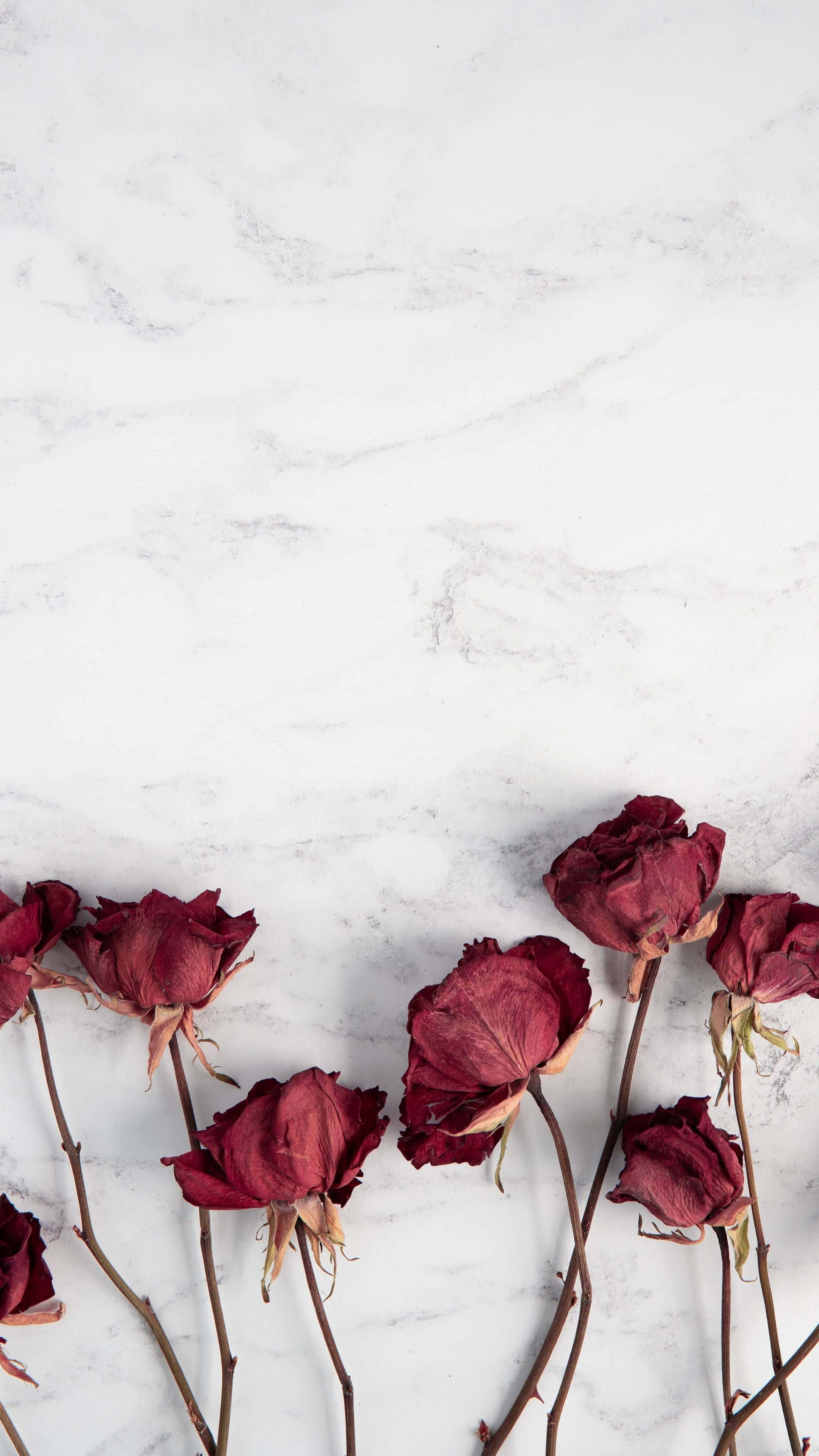 iPhone, deep red roses, brown stems, 4K Phone Wallpaper