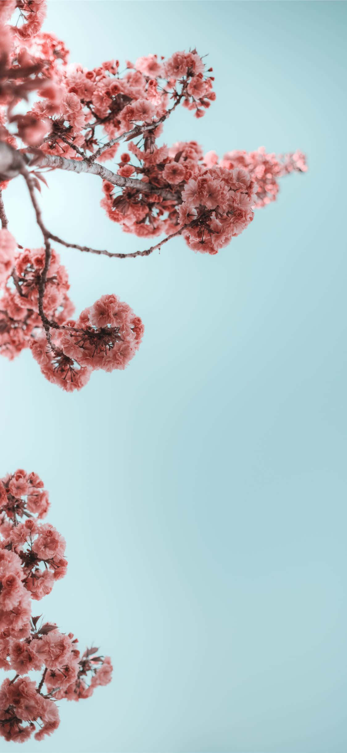 pink cherry blossoms, soft pastel blue sky, serene spring scene, Full HD Phone Wallpaper