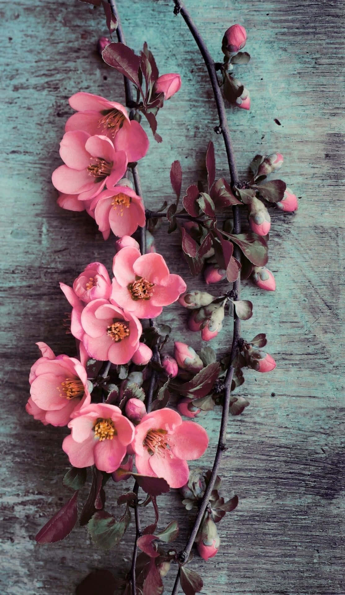 Cute iPhone Flower, pink blossoms, yellow centers, Full HD Phone Wallpaper