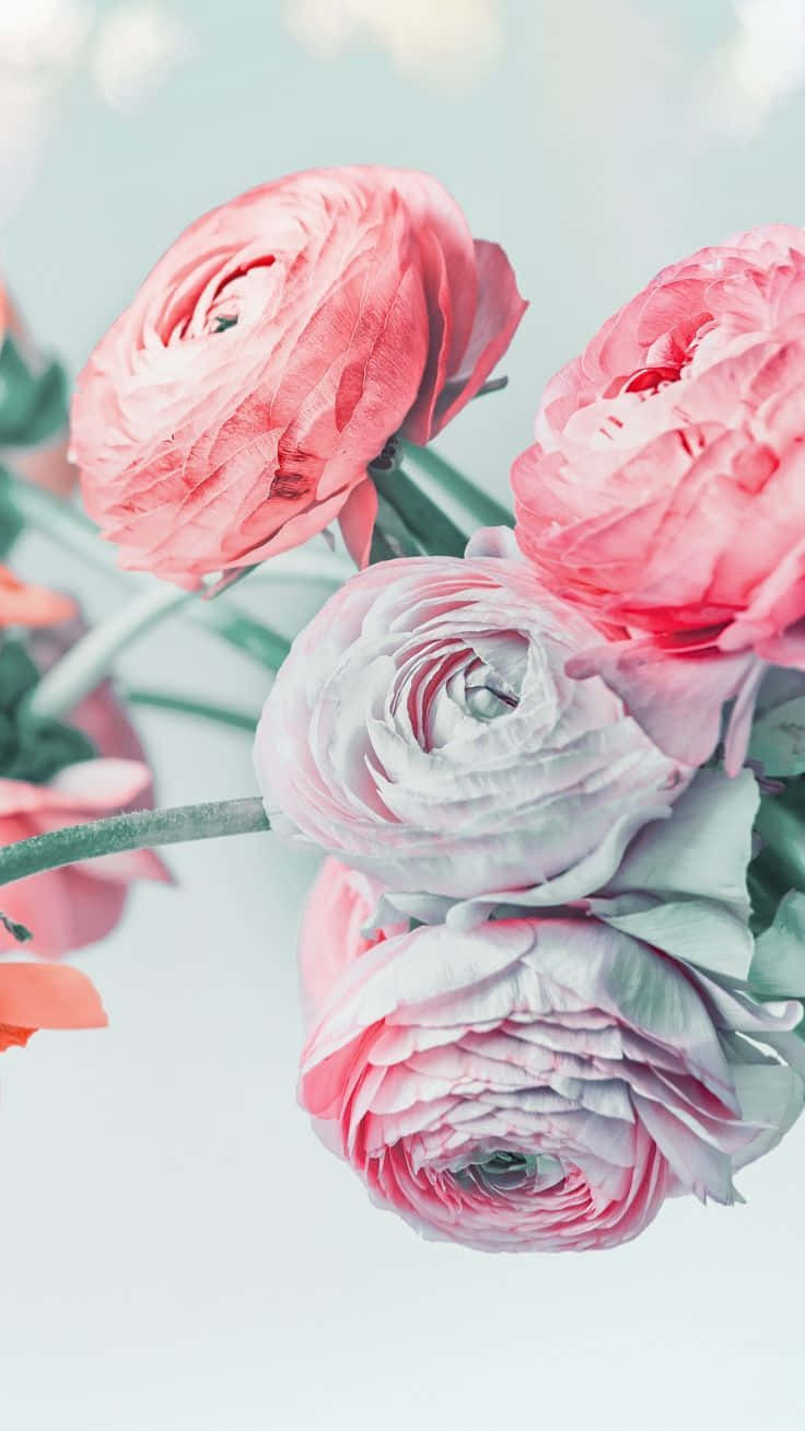 ranunculus flowers, soft pink, white, HD Phone Wallpaper