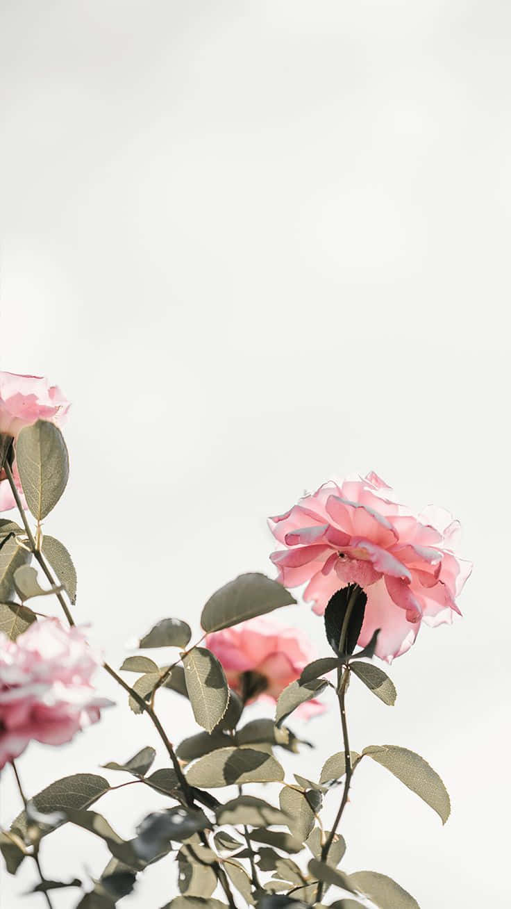 Cute iPhone Flower, soft pink roses, green leaves, HD Phone Wallpaper