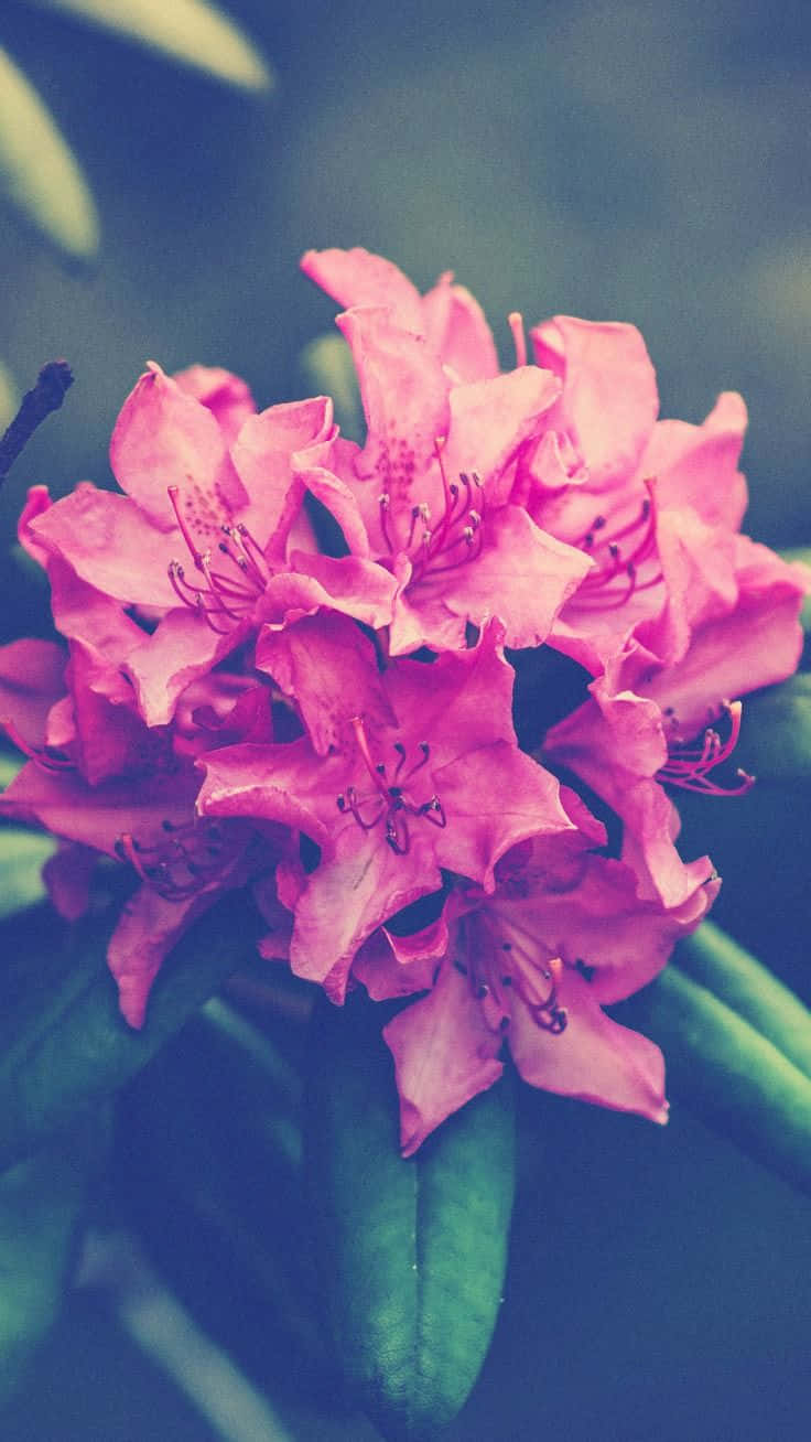 pink rhododendron blossoms, delicate stamens, soft blurred green background, HD Phone Wallpaper