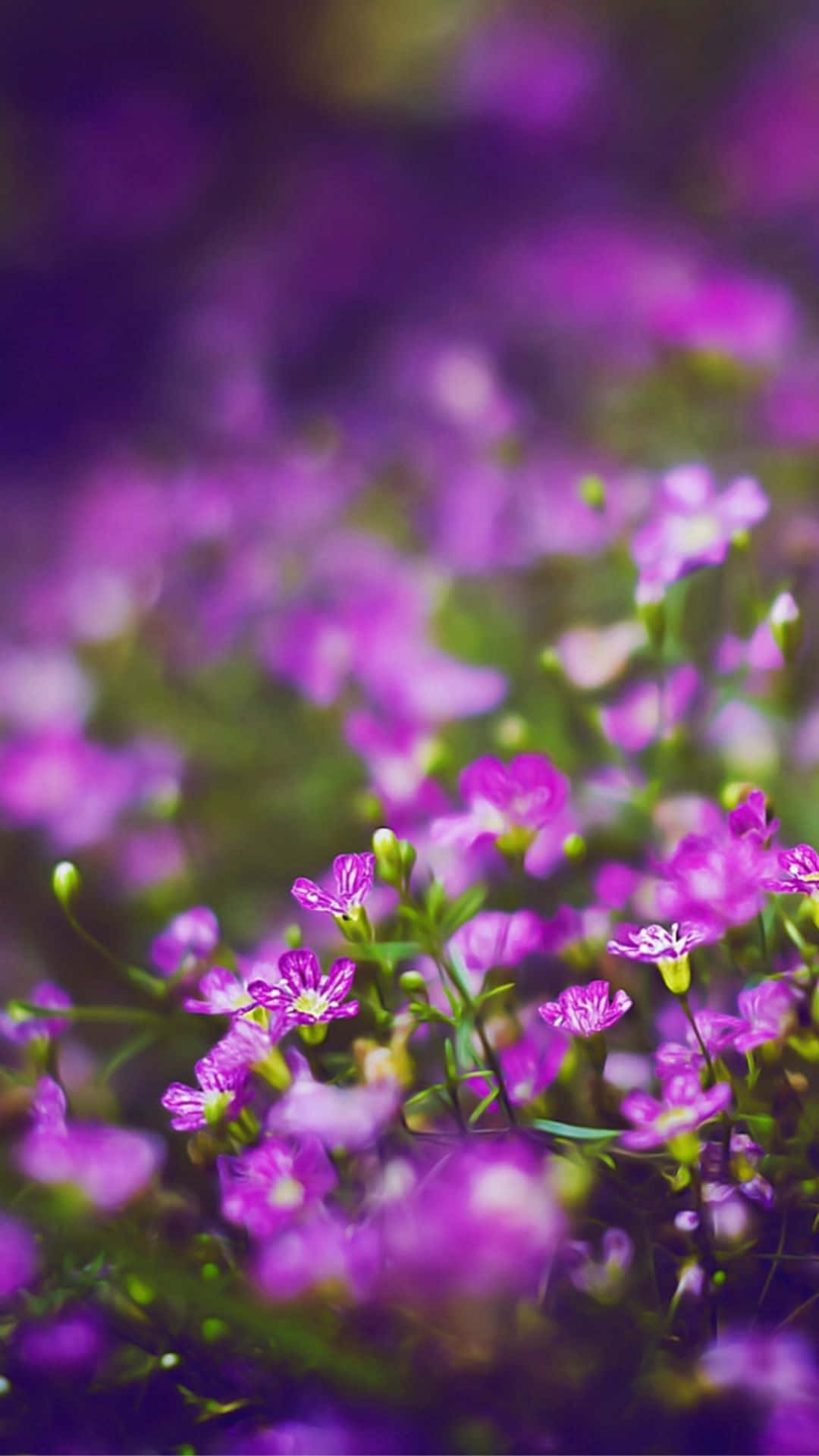 Cute iPhone, flower background, delicate purple flowers, Full HD Phone Wallpaper