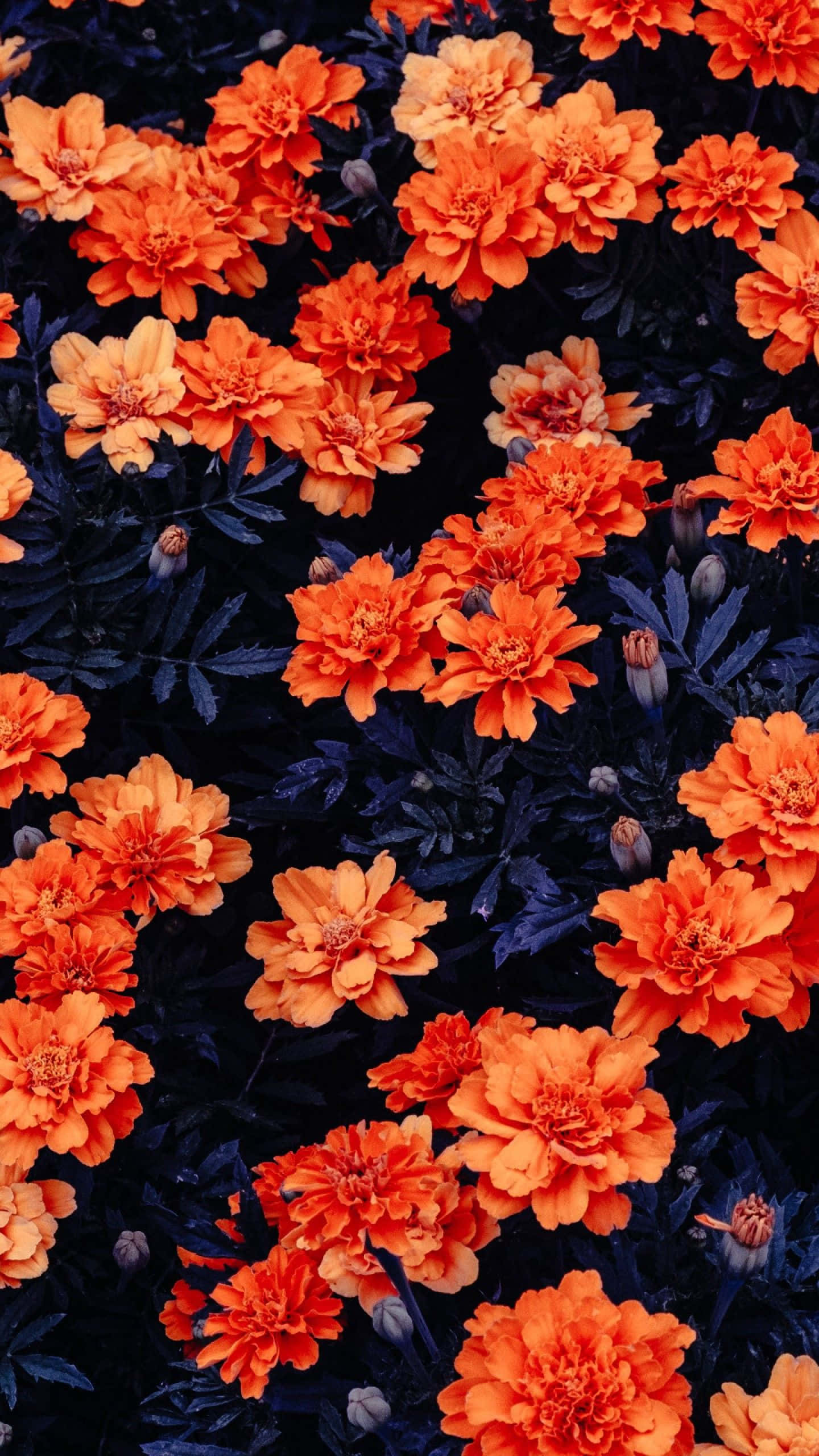 Cute iPhone Flower, vibrant orange marigolds, deep navy foliage, 2K Phone Wallpaper