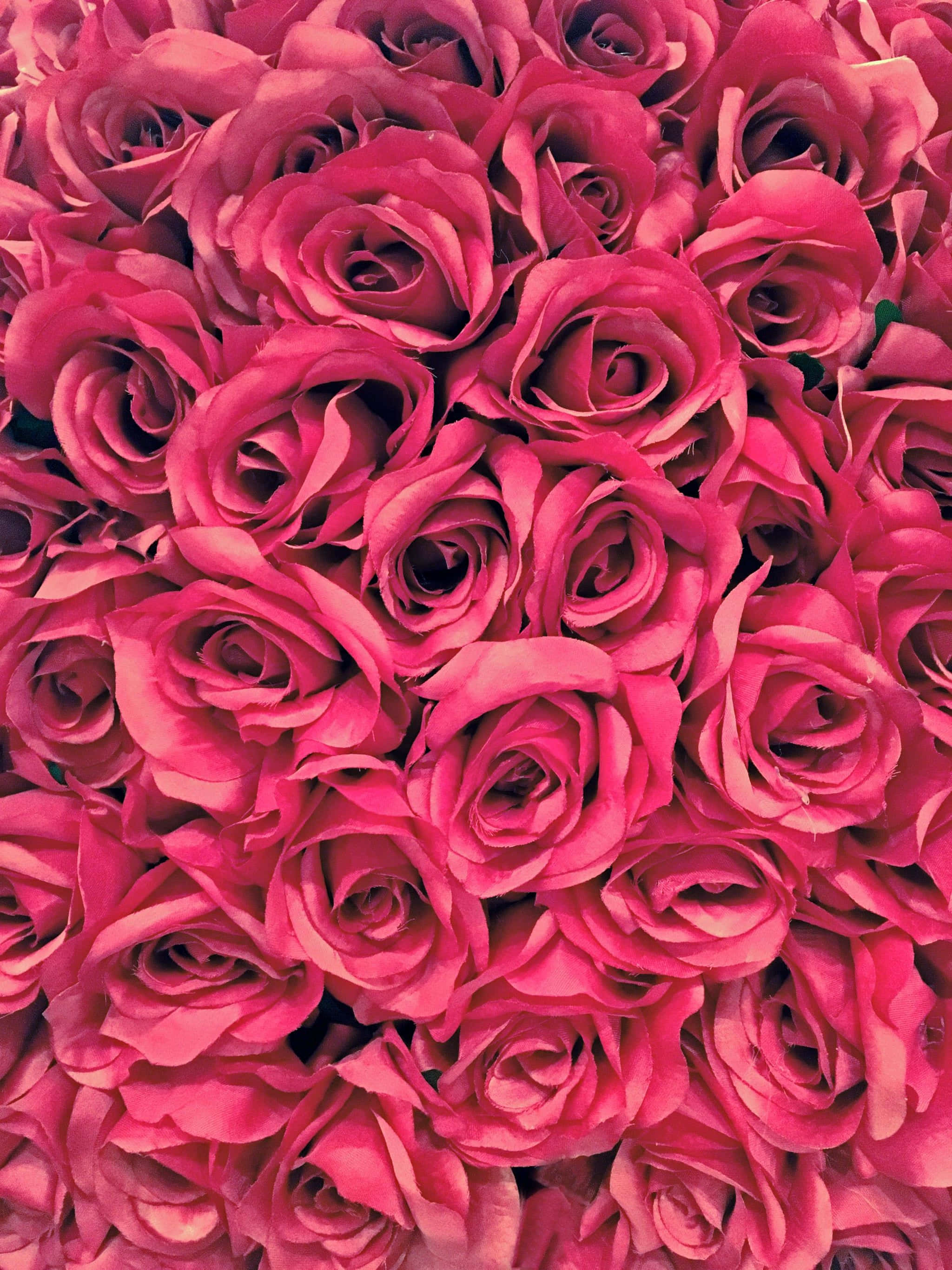 cute iPhone flower, vivid pink roses, layered petals, 2K Phone Wallpaper