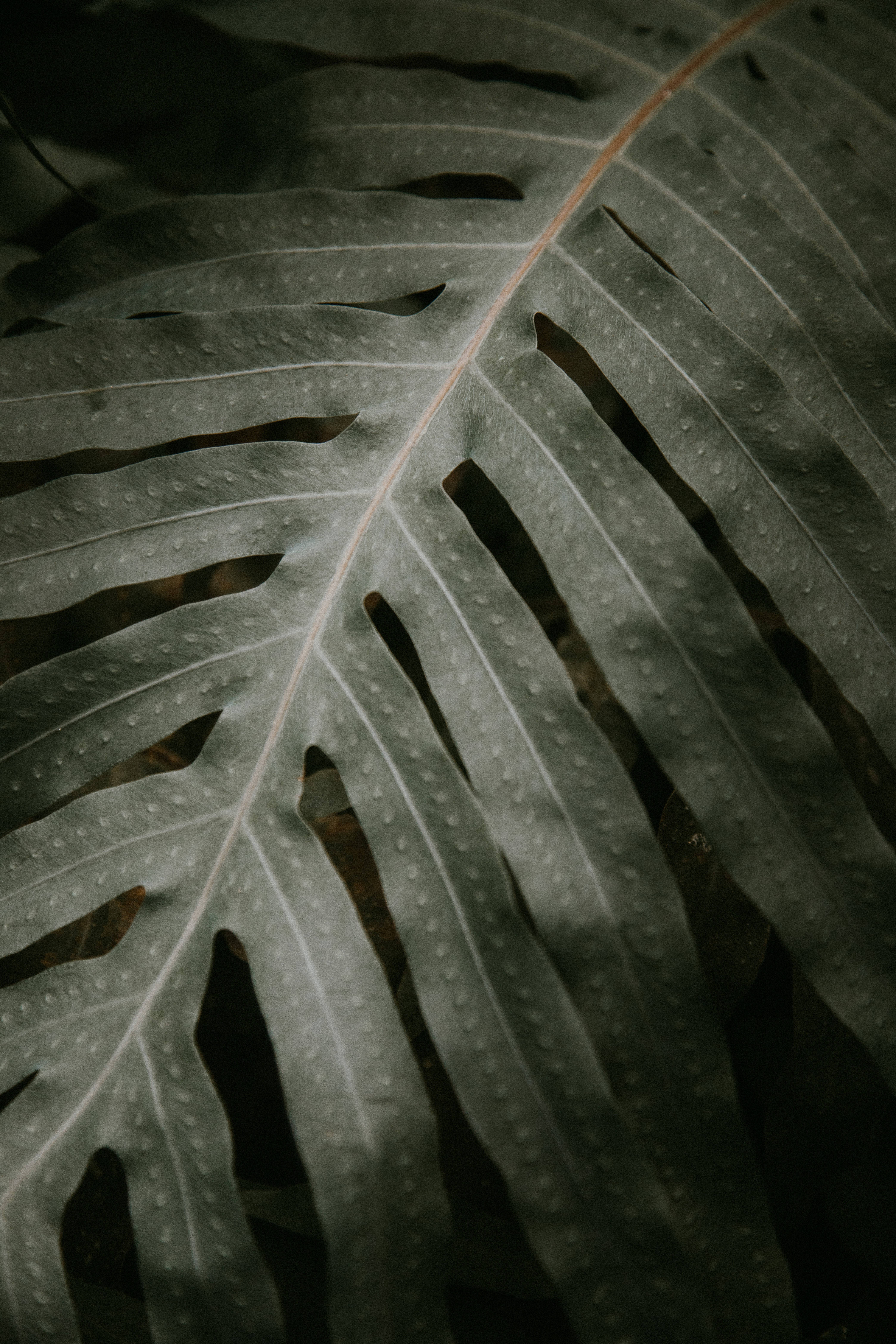 iPhone Lock Screen, fern leaf, intricate veins, 5K Phone Wallpaper