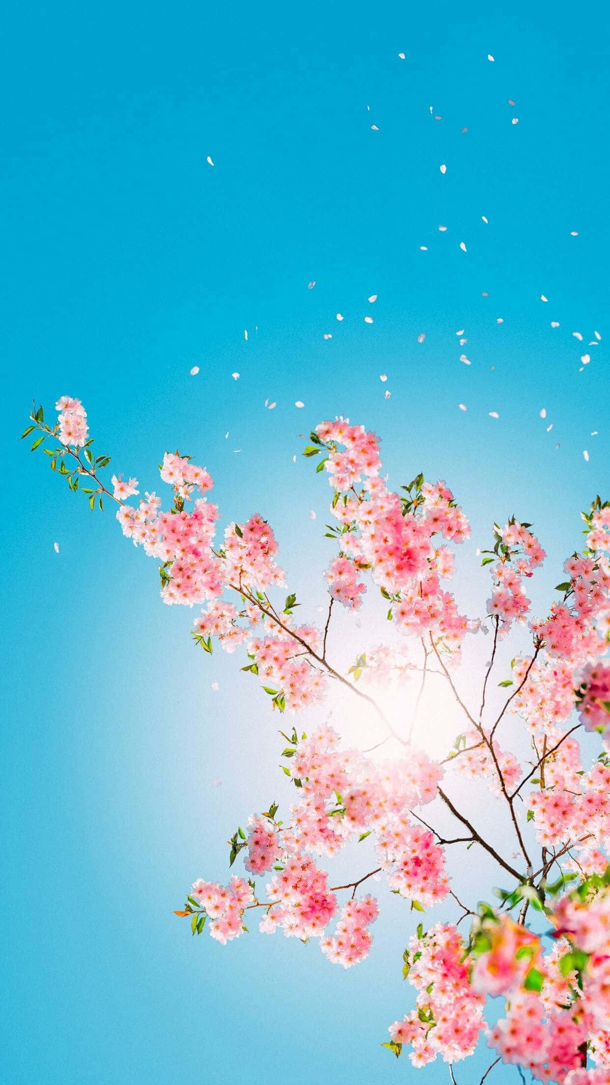 Cute iPhone Teal, pink cherry blossoms, clear blue sky, Full HD Phone Wallpaper
