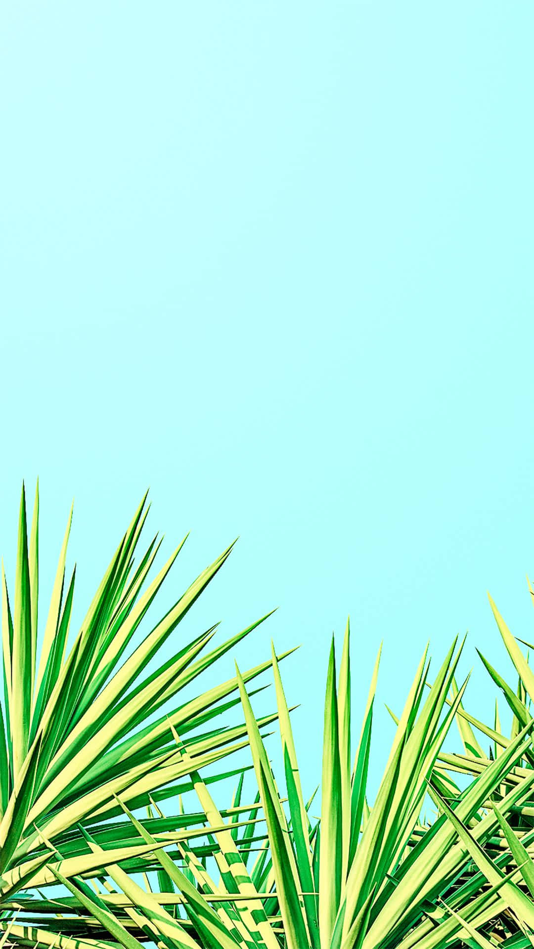Cute iPhone Teal, spiky palm fronds, light blue sky, Full HD Phone Wallpaper