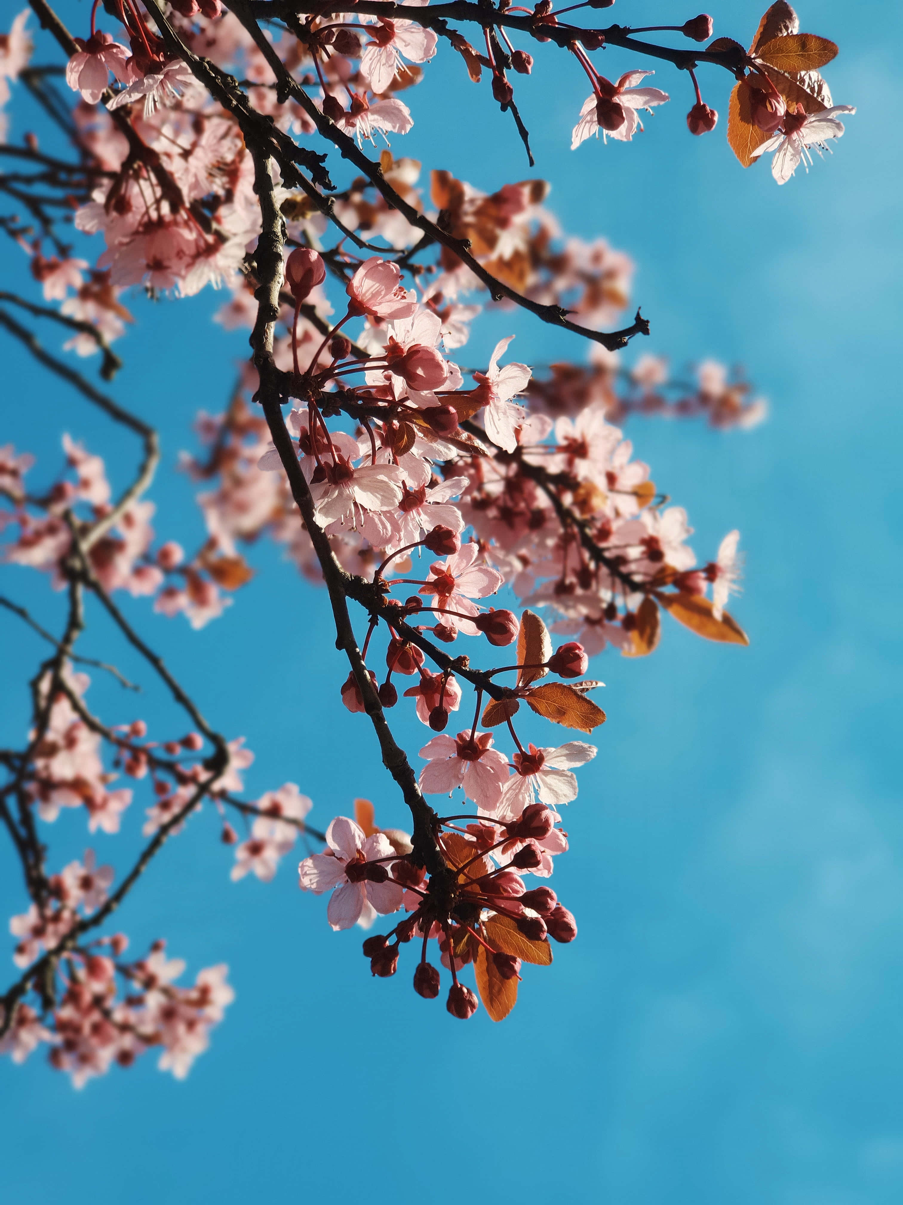 Cute iPhone Teal, teal, pink cherry blossoms, 4K Phone Wallpaper