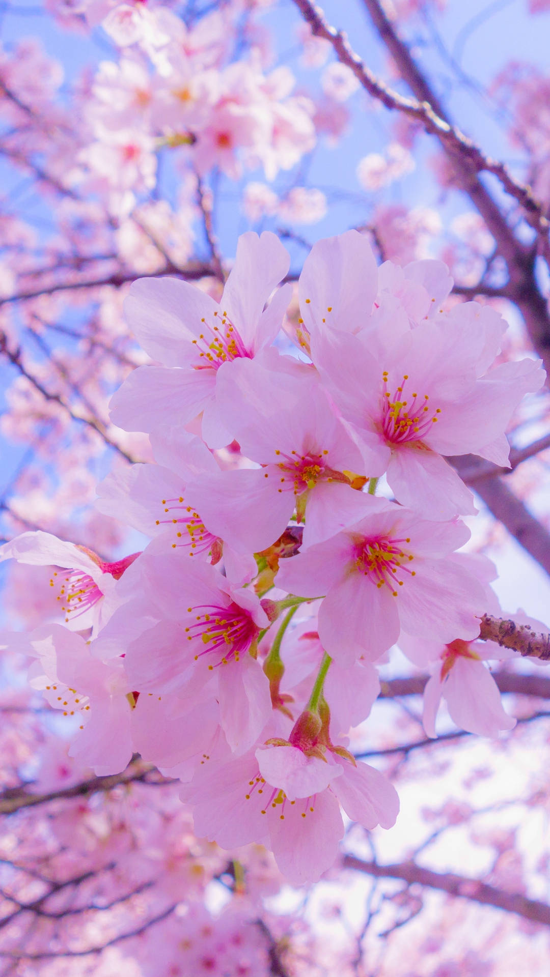 pink petal flower, cherry blossoms, clear blue sky, Full HD Phone Wallpaper