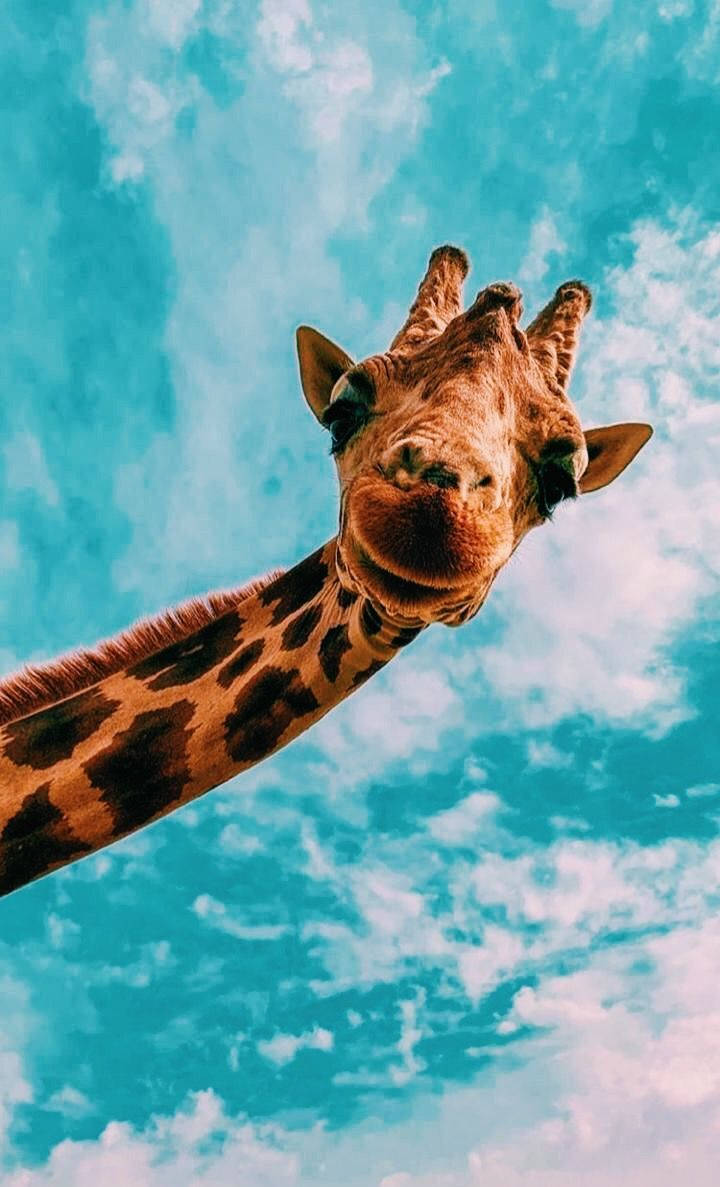 brown giraffe, blue sky, vivid turquoise sky, SD Phone Wallpaper