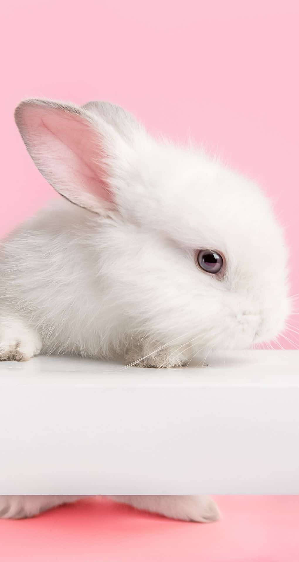 white rabbit, pink ear, white ledge, Full HD Phone Wallpaper