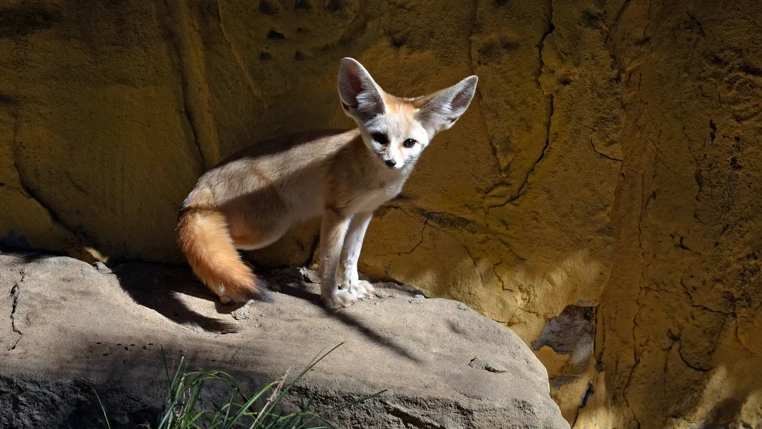 Cute Kawaii Fox