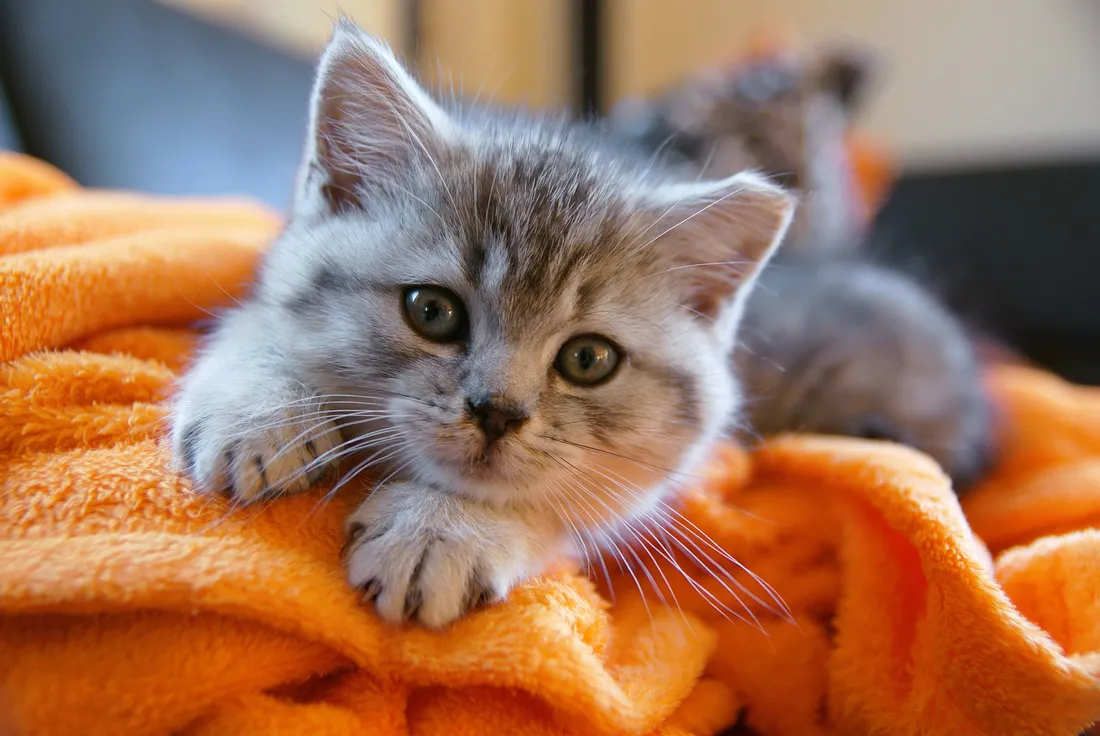 Cute Kitten