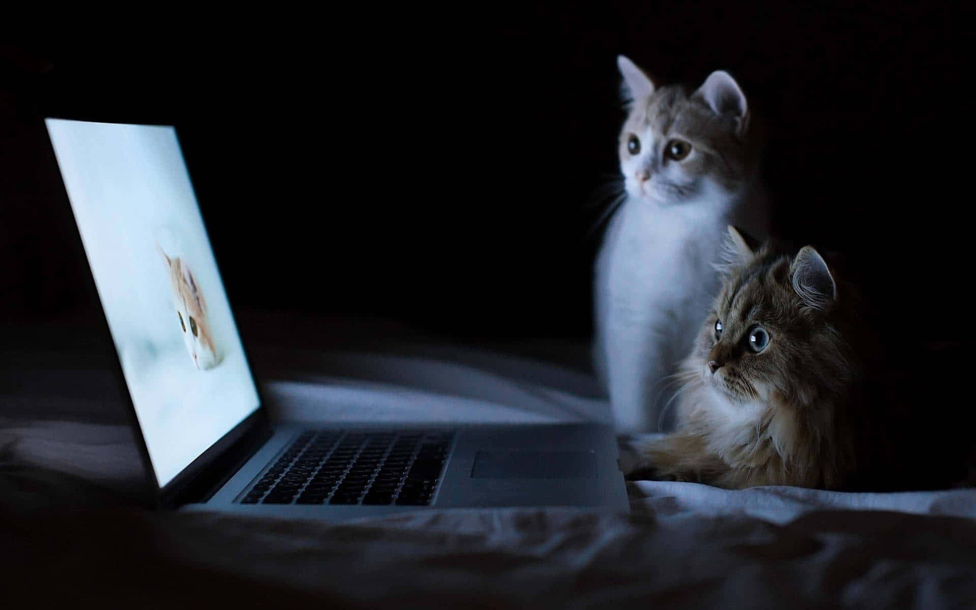 cute kittens, laptop screen, dim room, Full HD Desktop Wallpaper
